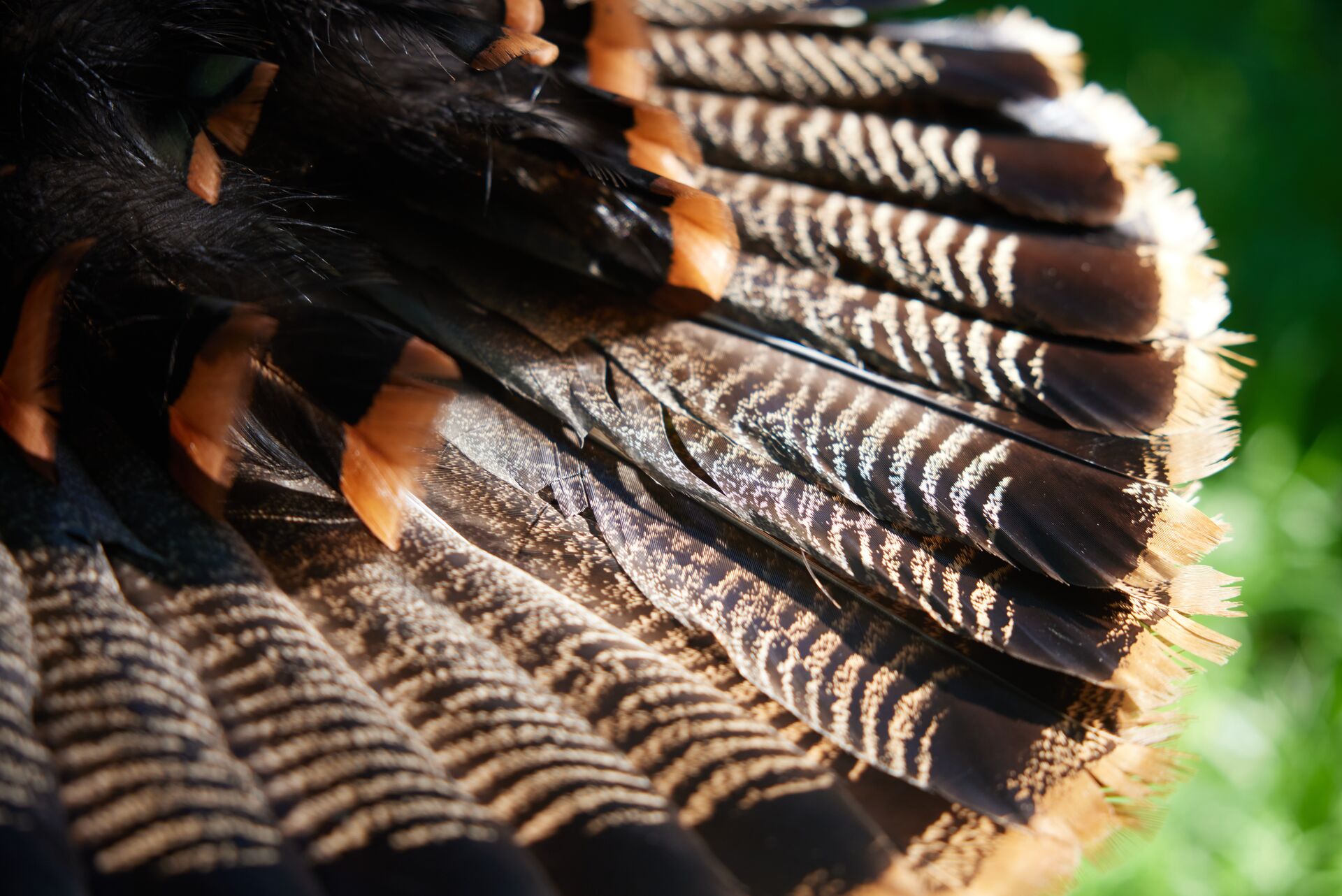 Close-up of a turkey tail, what Thanksgiving mean to hunters concept. 