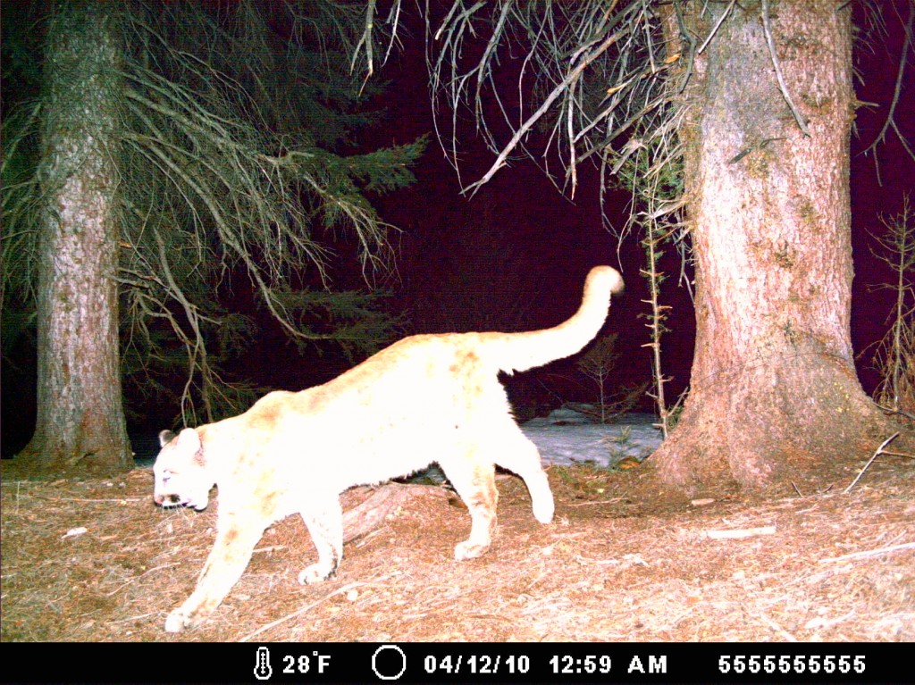 A mountain lion on a trail camera, being prepared with hunter education concept. 
