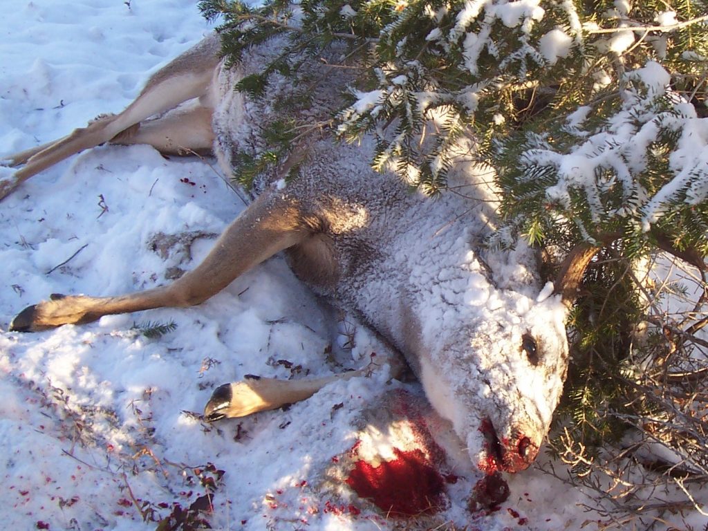 A mule deer after the shot, hunter safety concept. 