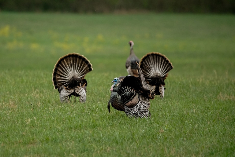 Several turkeys in a green field, hunting turkey concept. 