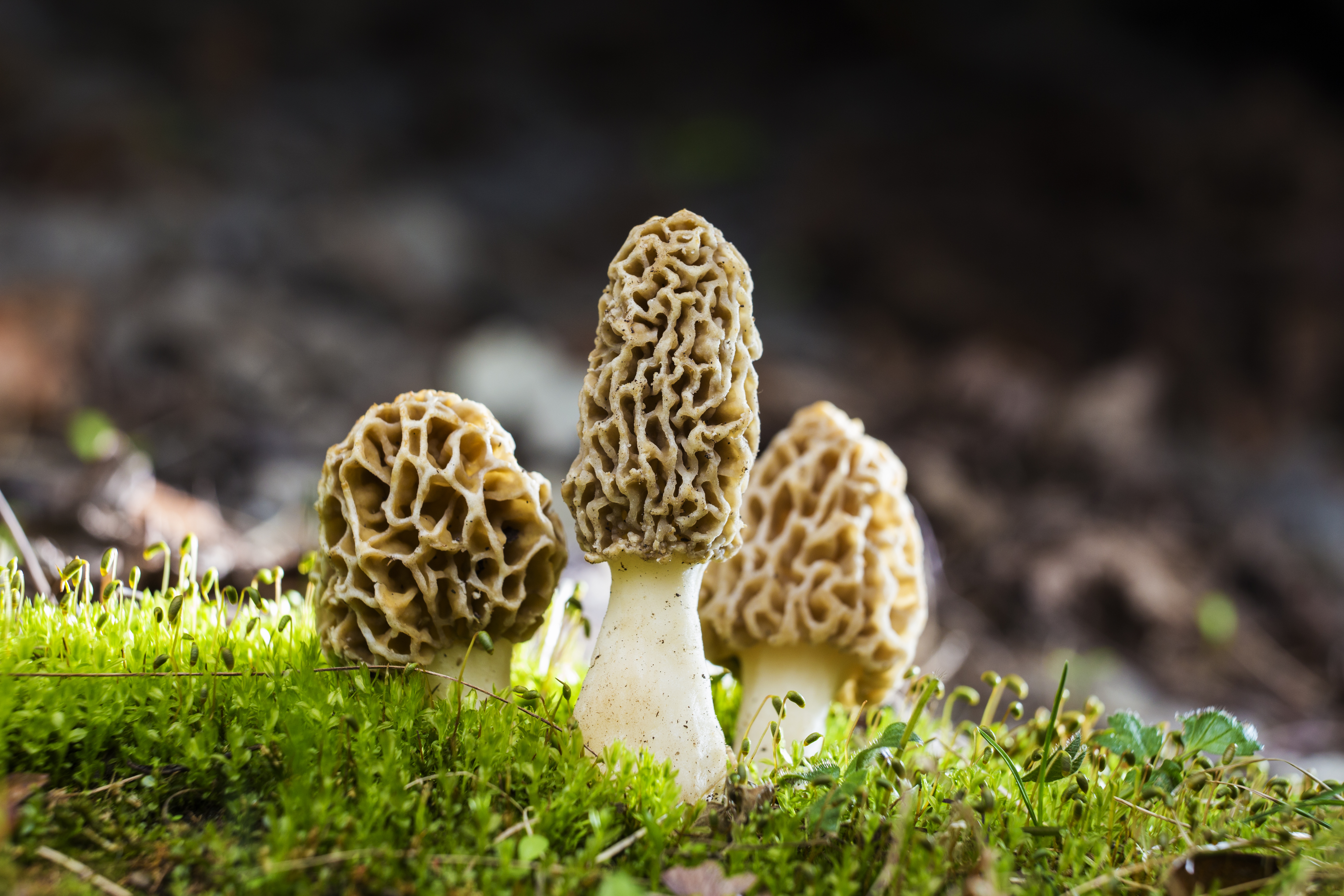 Close-up of morel mushrooms on the ground, where do morel mushrooms crow concept. 