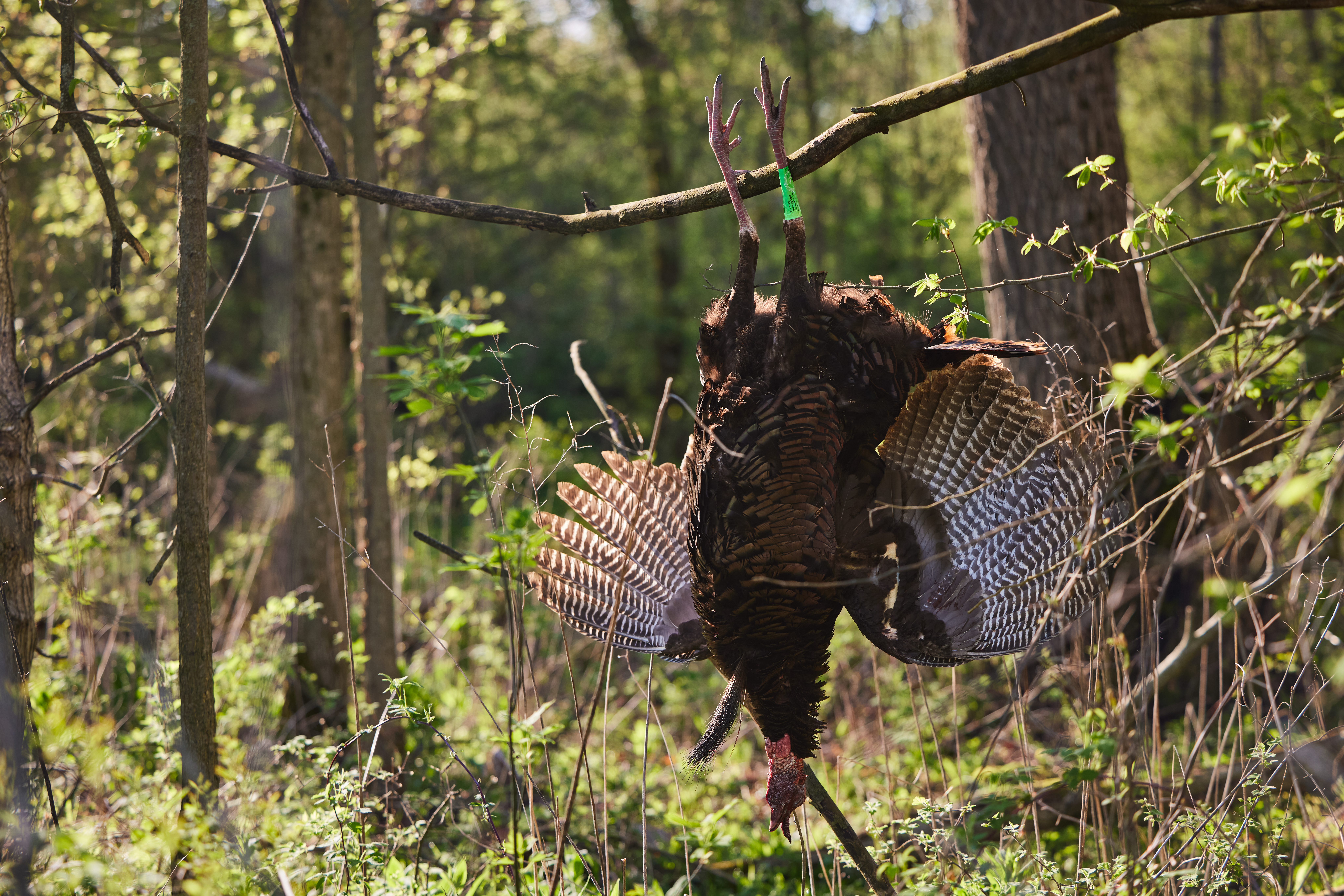 A turkey hung after successful turkey hunting. 
