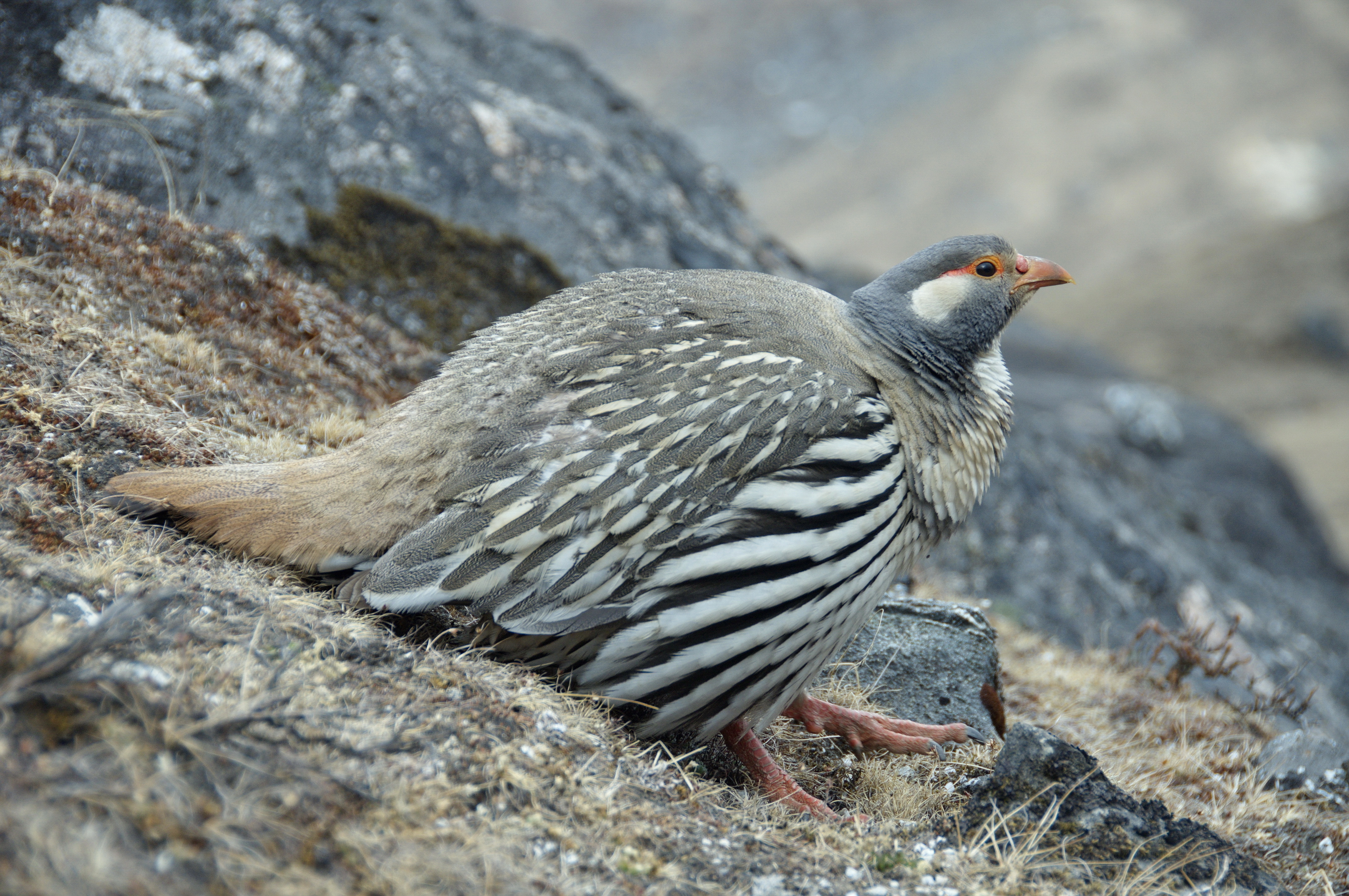 Close-up of a quail, air pistol hunting concept. 