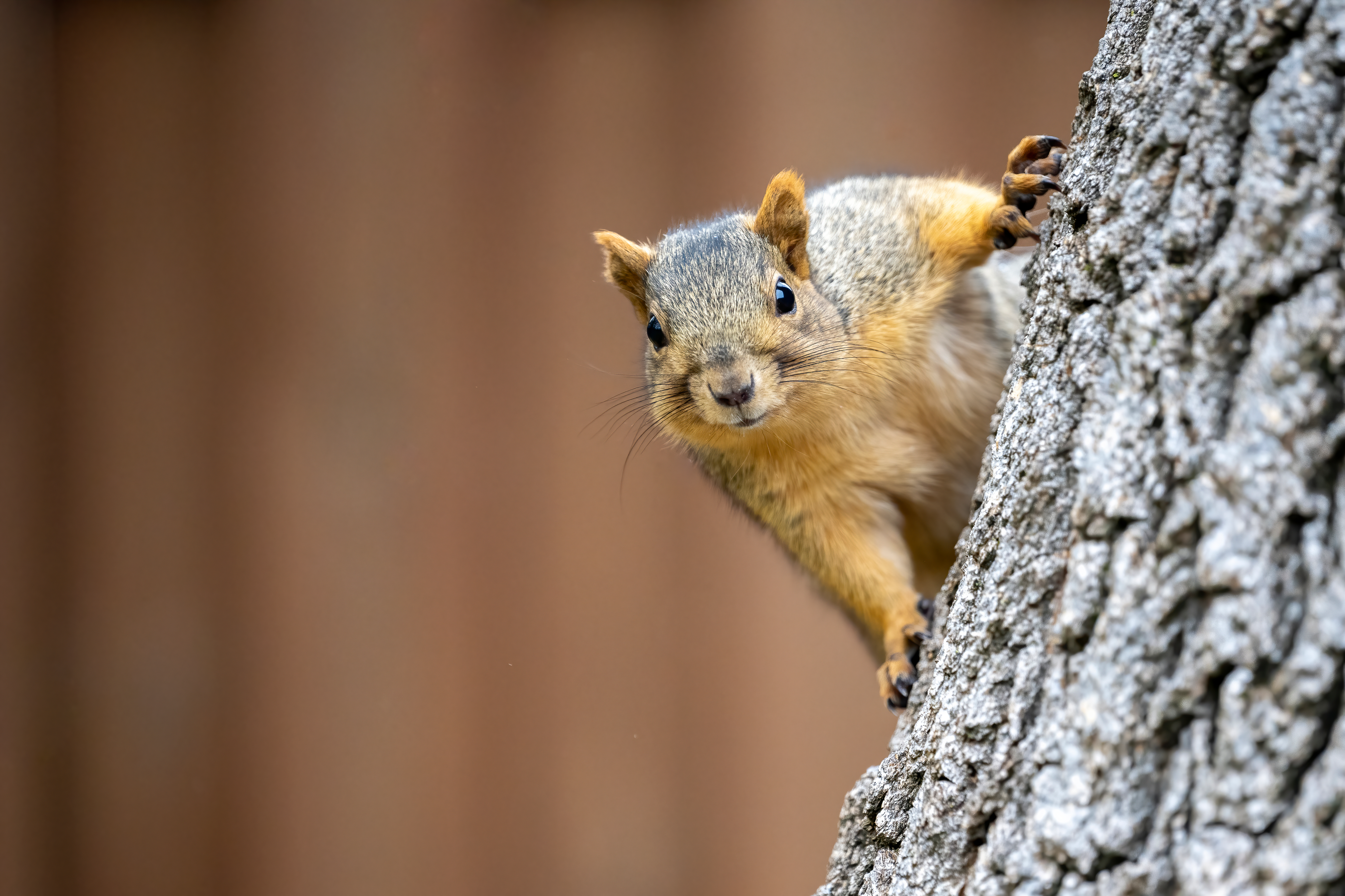 A squirrel on a tree, hunting with an air pistol concept. 