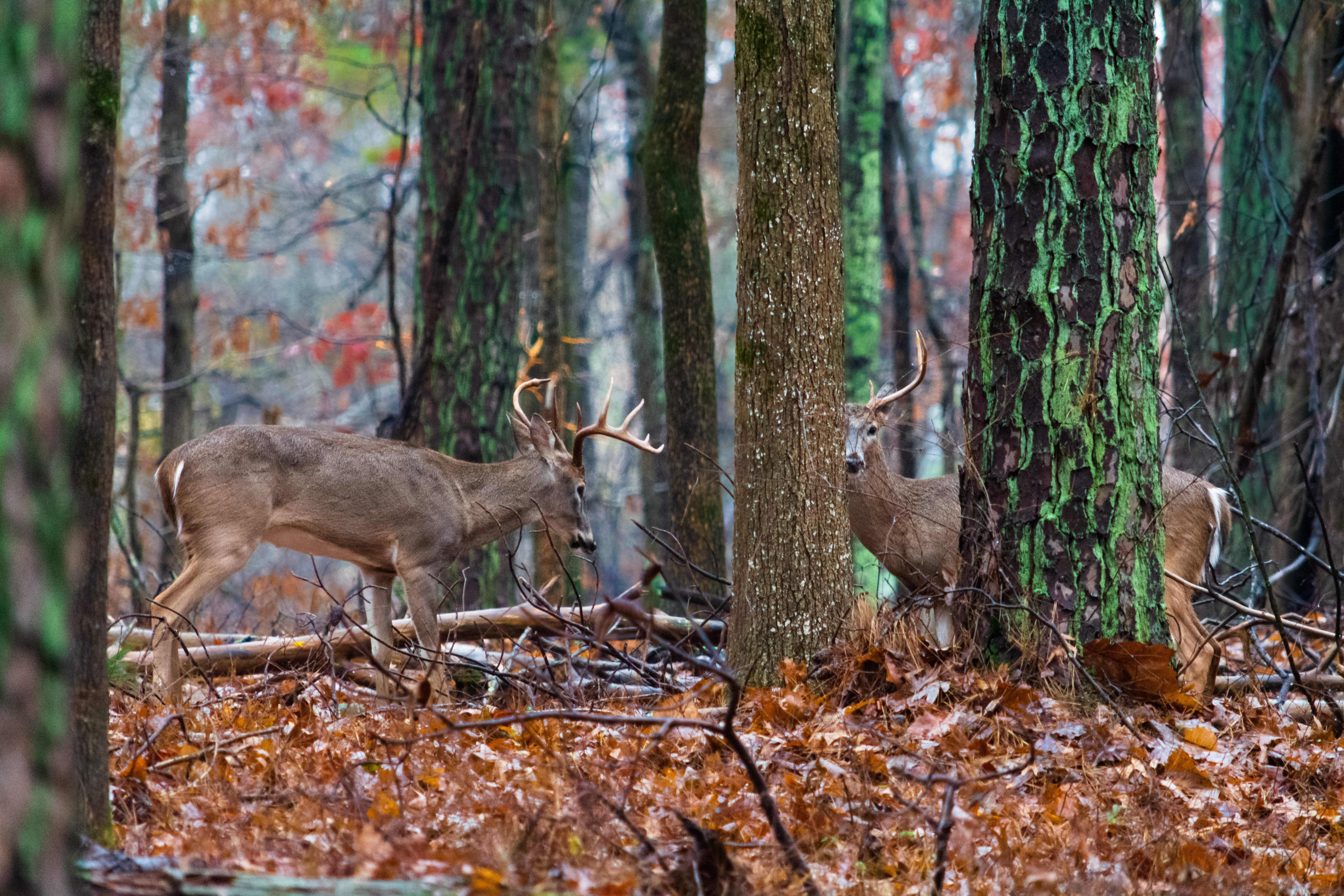 Deer in some trees, finding a youth hunting course concept. 