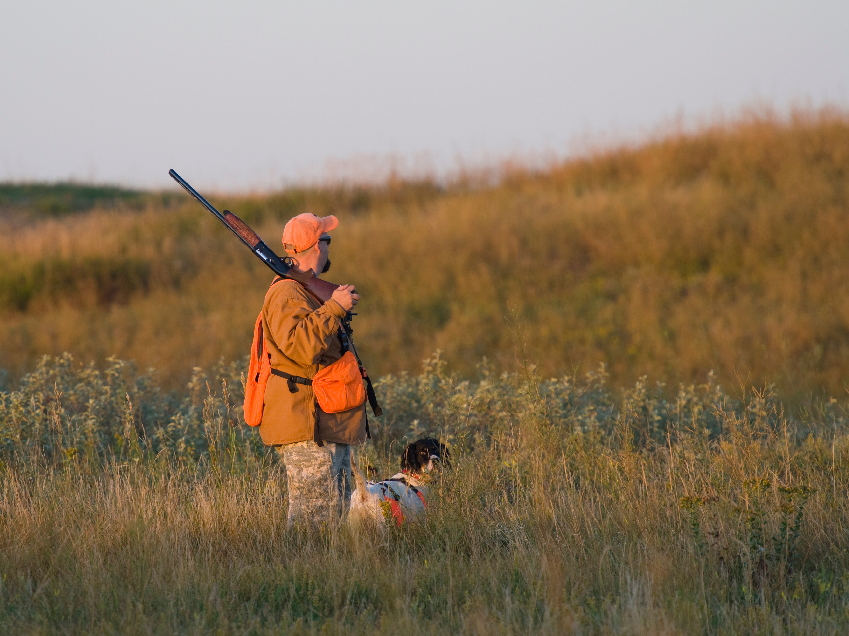 A hunter in blaze orange with a hunting dog, who need hunters ed in Texas concept. 