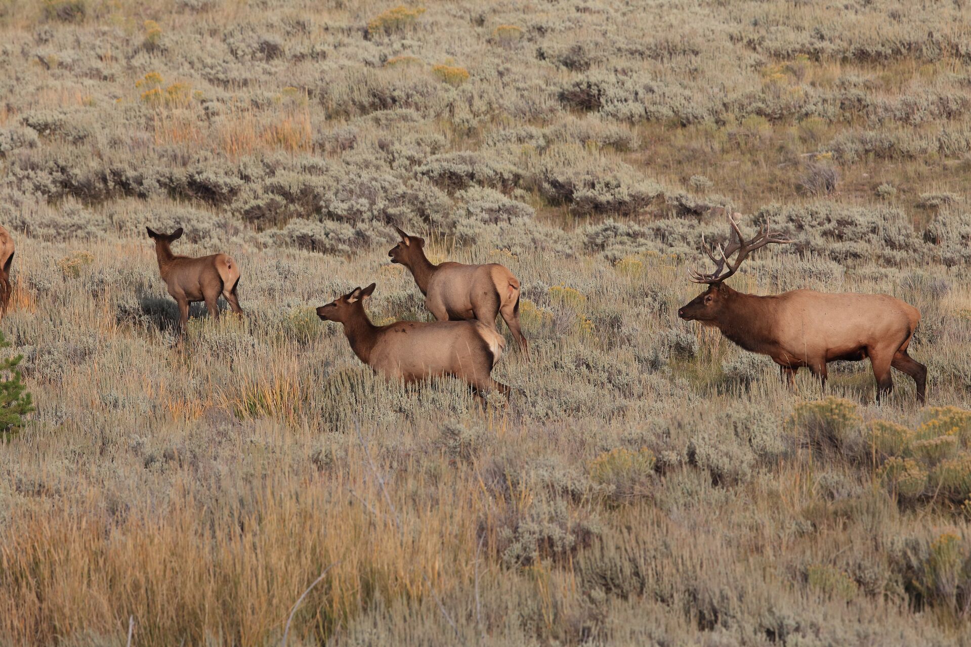 A herd of elk walking on a hillside, using an AR-15 for hunting big game concept. 