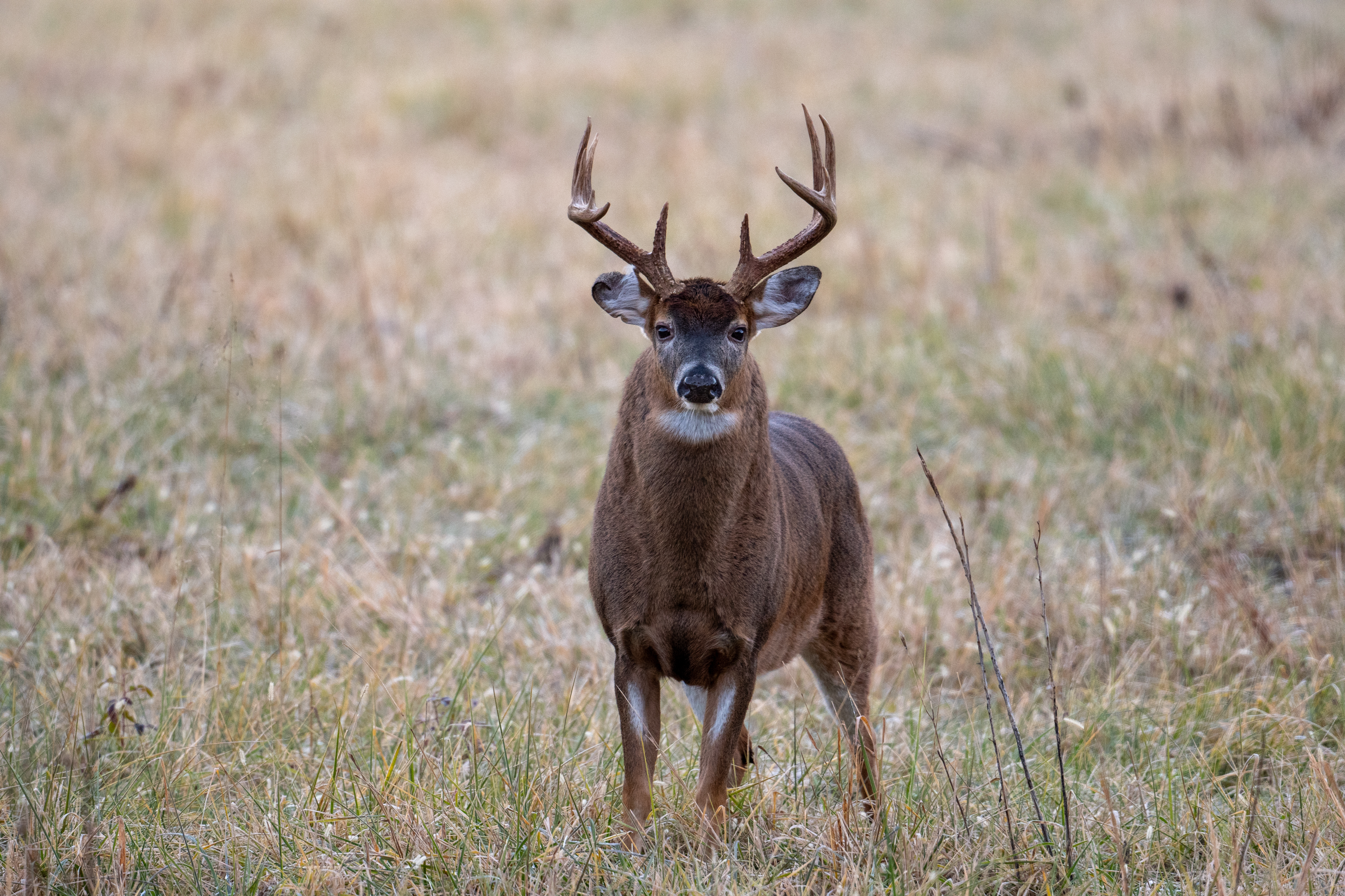 A whitetail buck standing in a field, accuracy vs. precision when hunting concept.