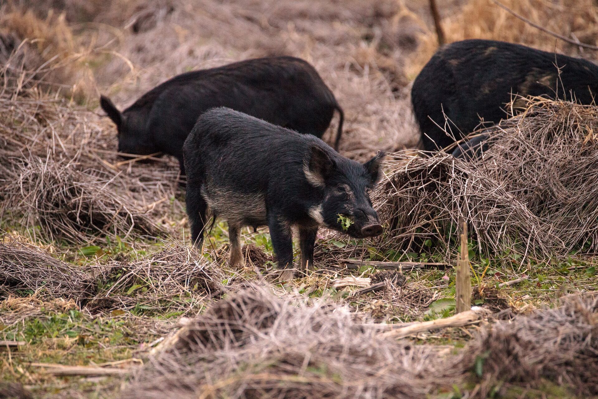 3 feral hogs foraging in the brush, representing Canadian super pigs in the U.S.