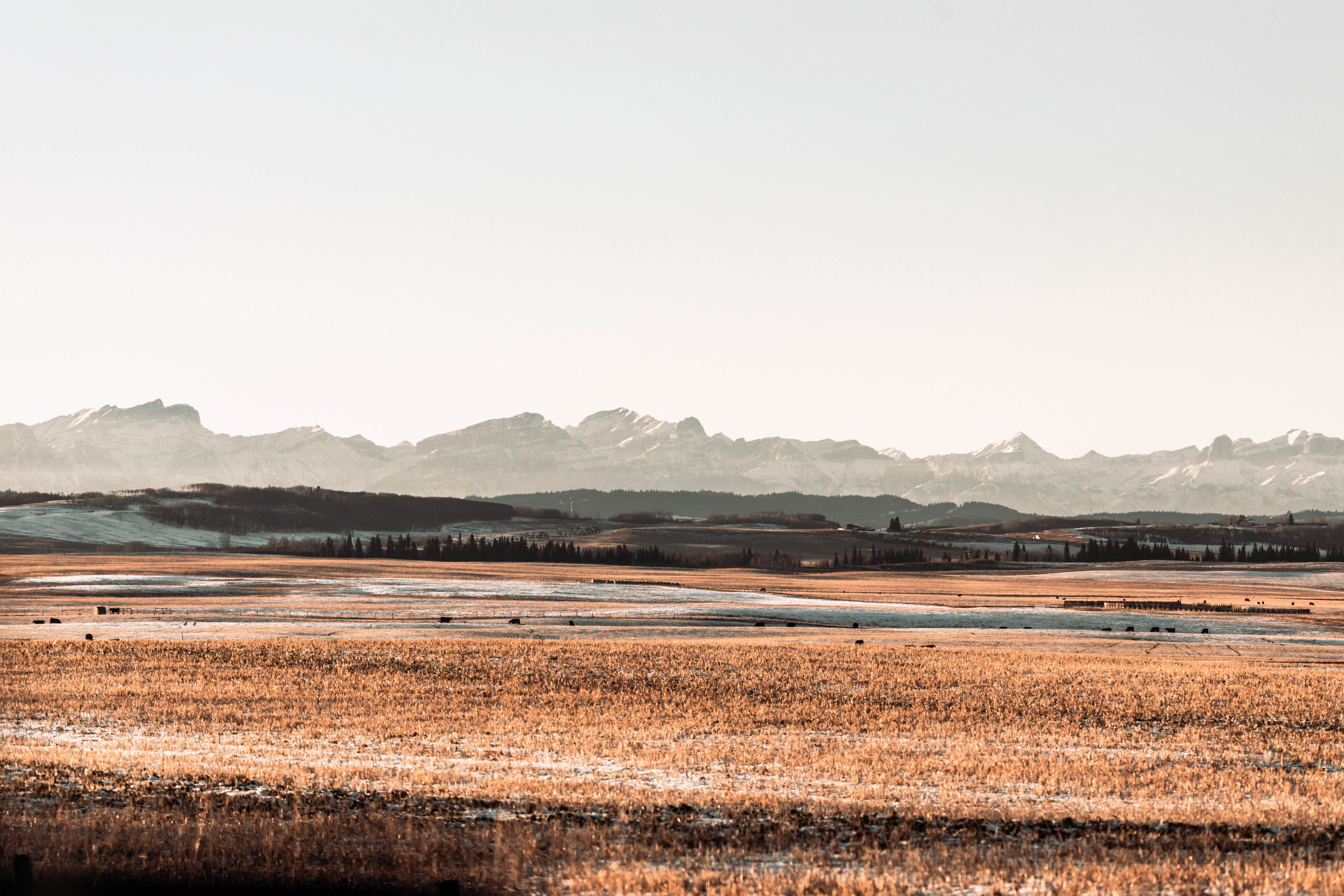 Wide shot of open hunting land, protecting land from a Canadian super pig invasion concept. 