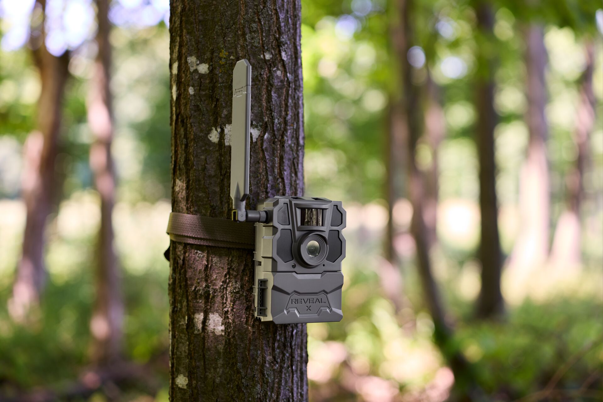 Tactacam trailcam on a tree, how do trail cameras work concept.