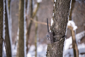 A cellular trail camera on a tree, how do trail cameras work concept.