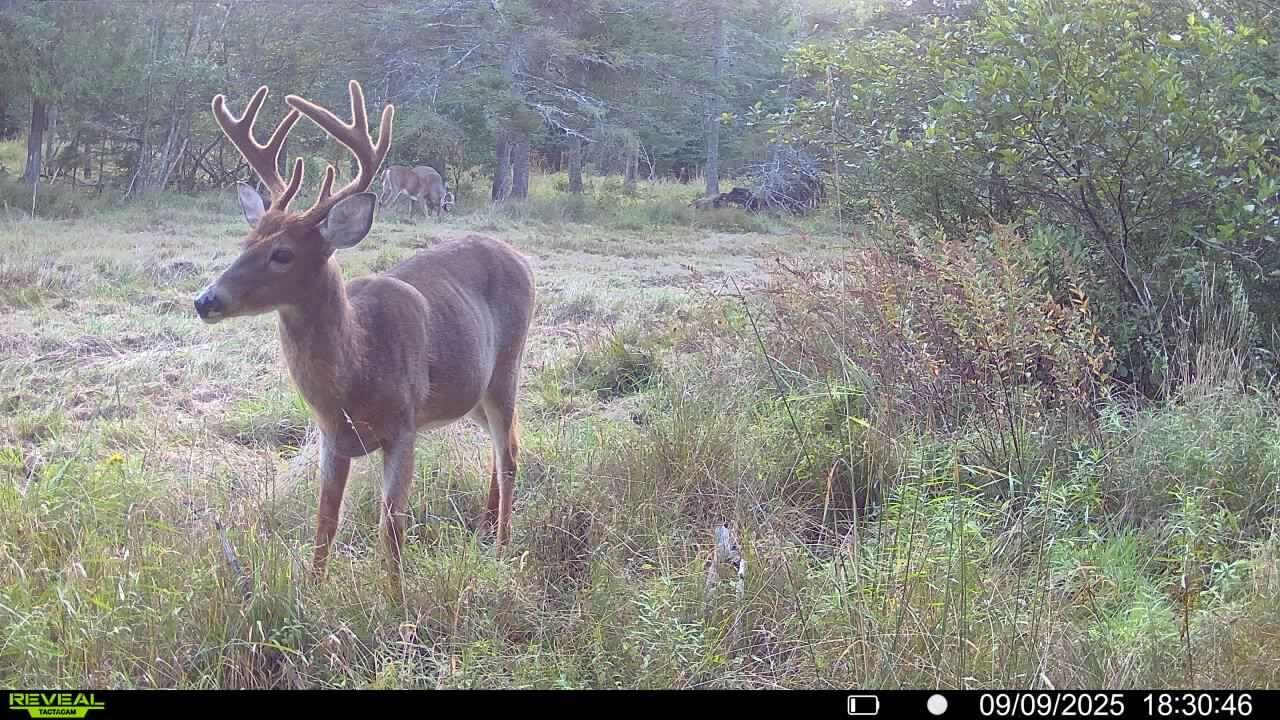 Trail camera image of a buck deer in a clearing, use trail cams concept.