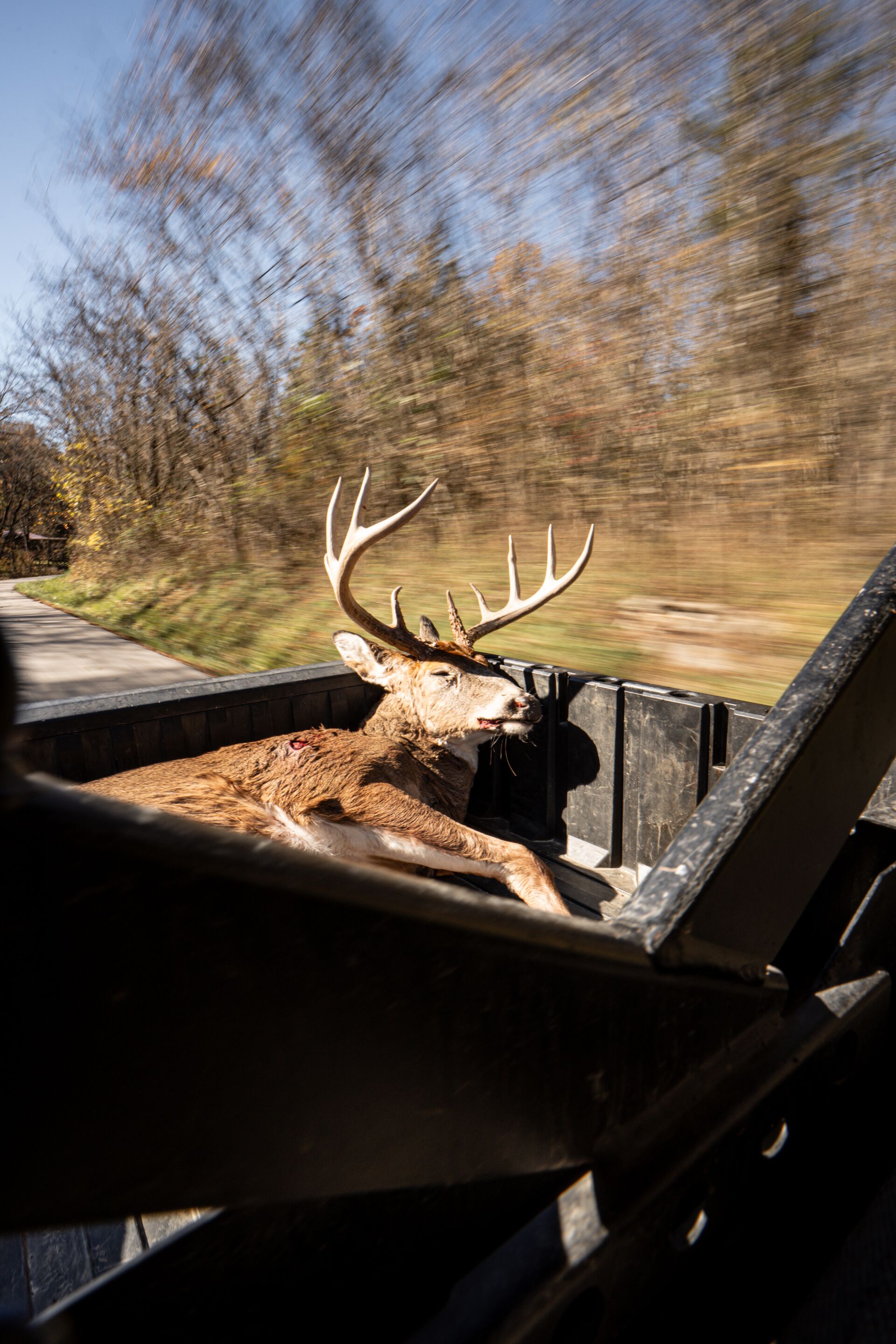 Buck deer in the back of moving ATV, understanding deer anatomy concept.