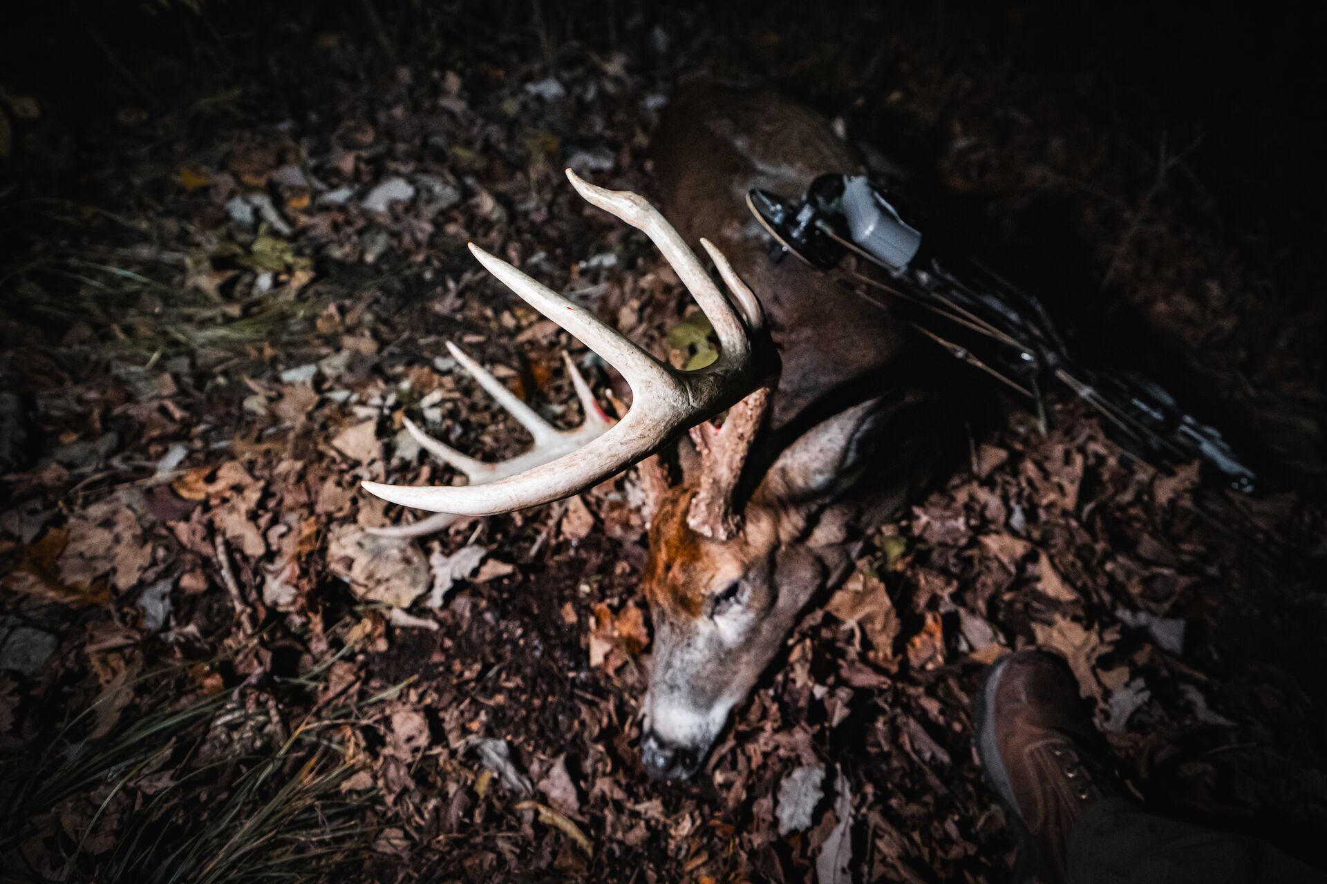 Buck deer on the ground after hunt at night, deer anatomy concept.