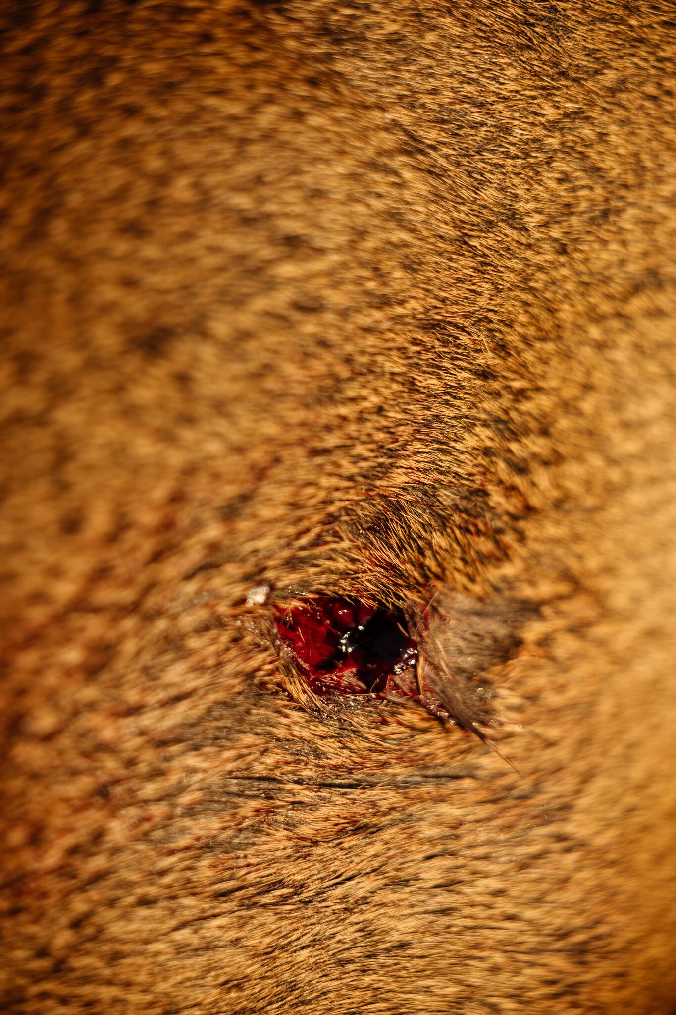 Close-up of where a deer has been shot, shot placement concept.