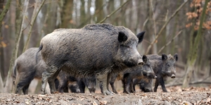 Several wild hogs in a field, stay safe when hunting hogs concept.