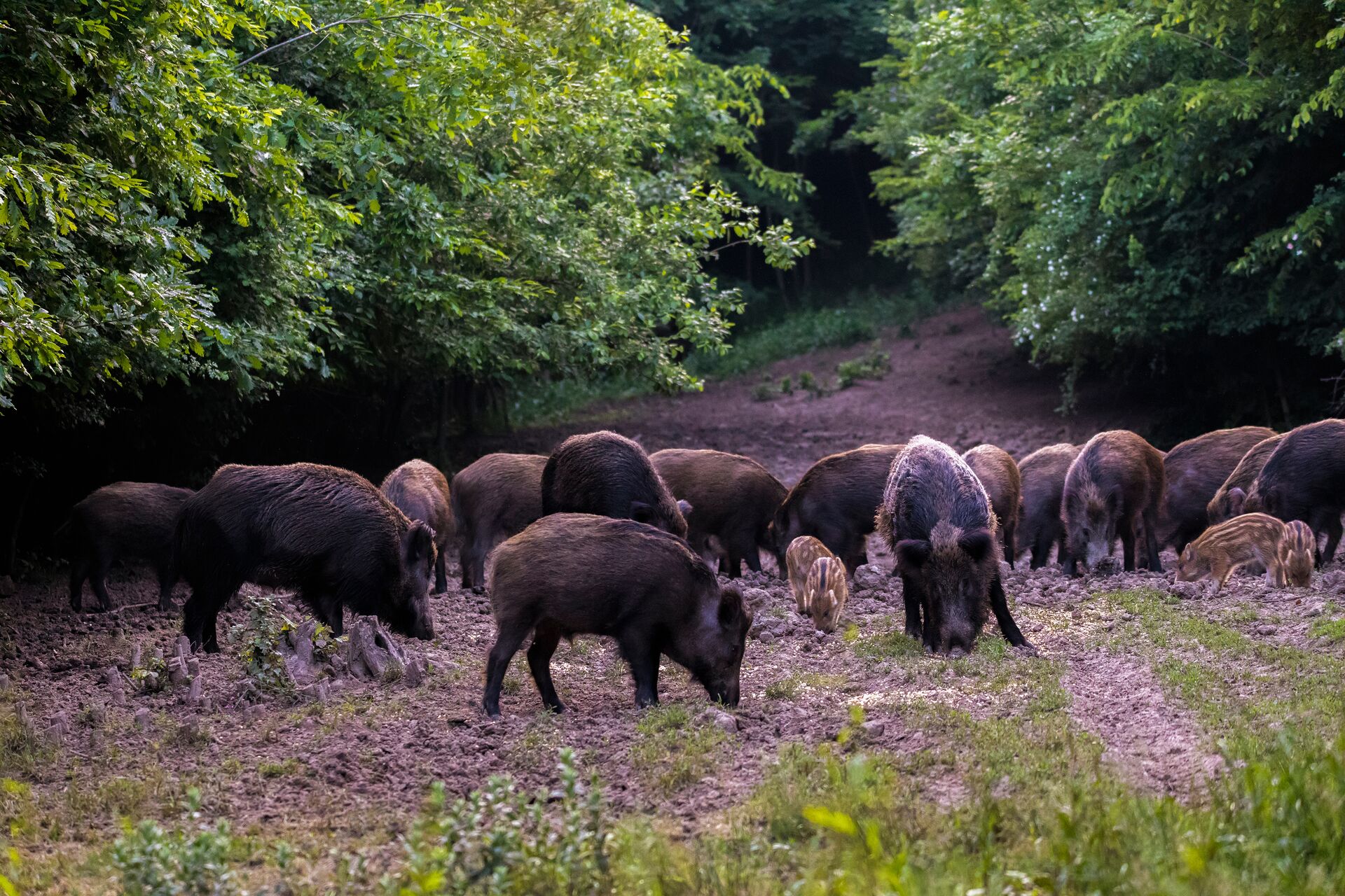 A large number of wild hogs eat in a field, are hogs aggressive concept.
