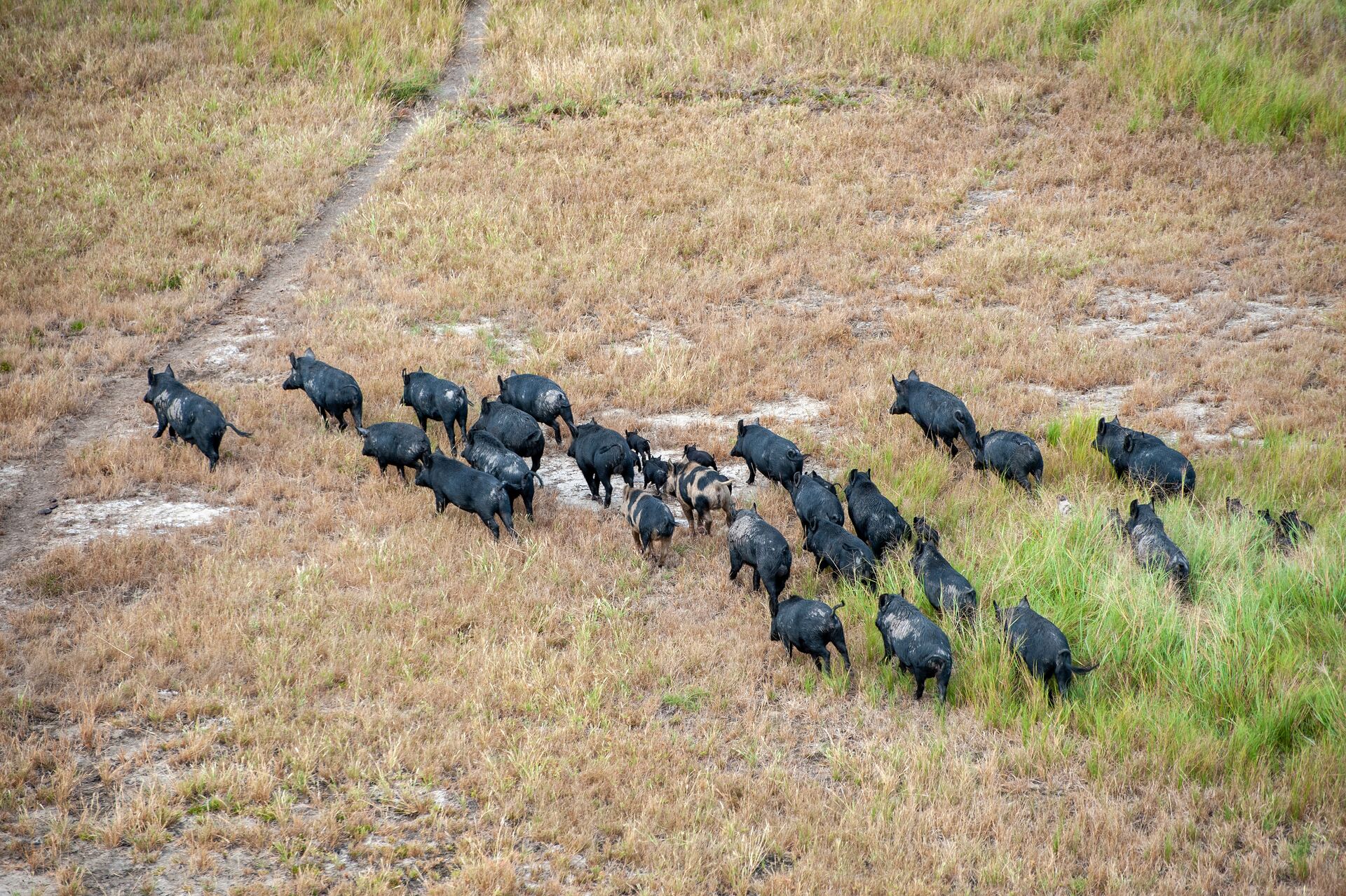 Aerial view of a group of wild hogs in a field, hunting safely concept.
