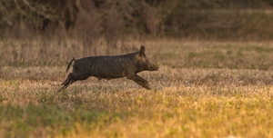 A lone wild hog runs through a field.