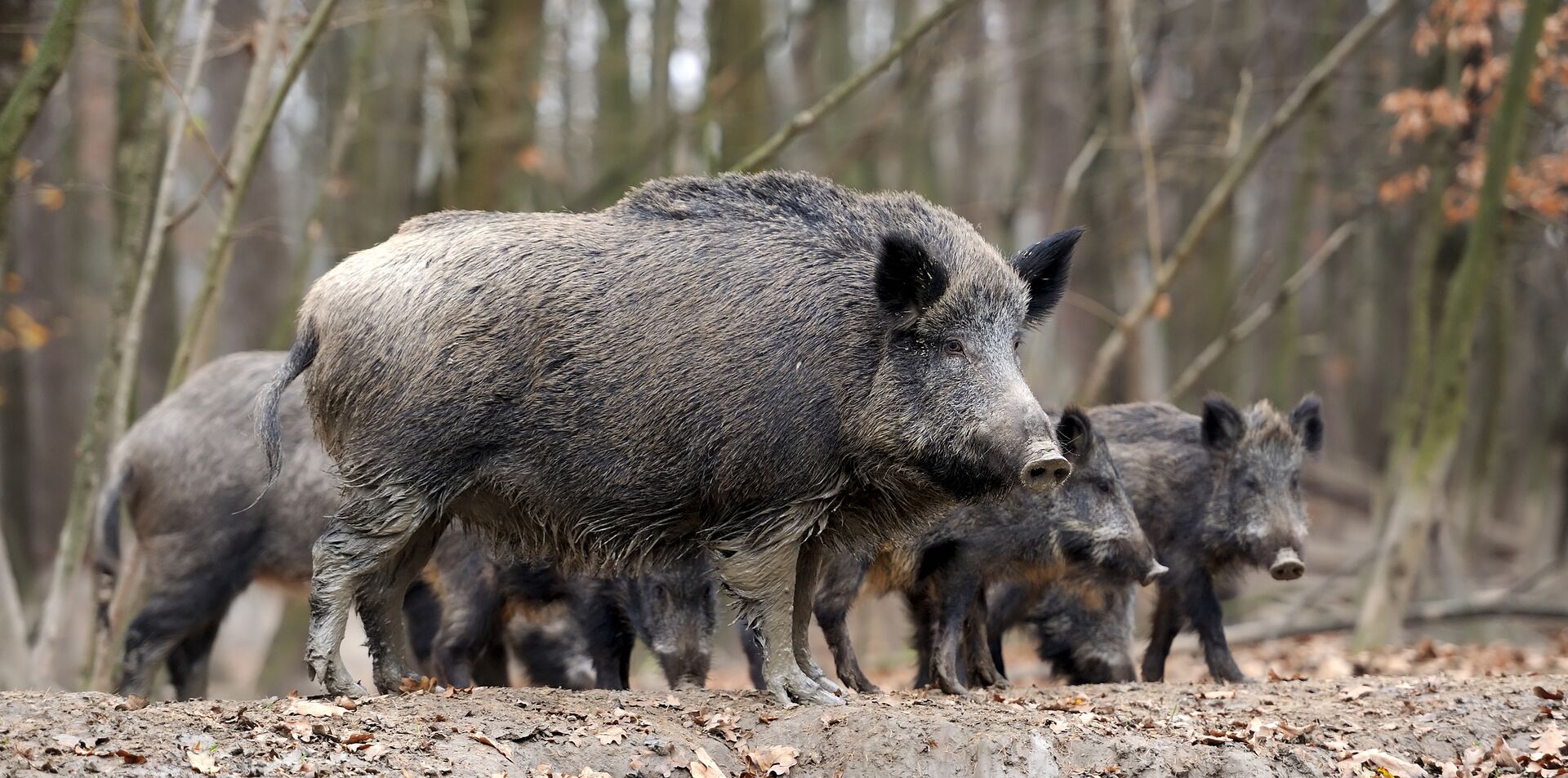 Several large wild pigs grouped together, are wild hogs dangerous concept.
