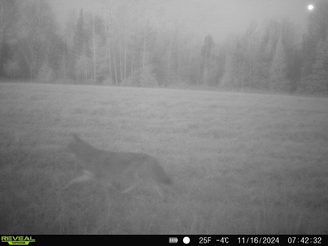 Coyote on a trail cam image, are coyotes smaller than wolves concept.