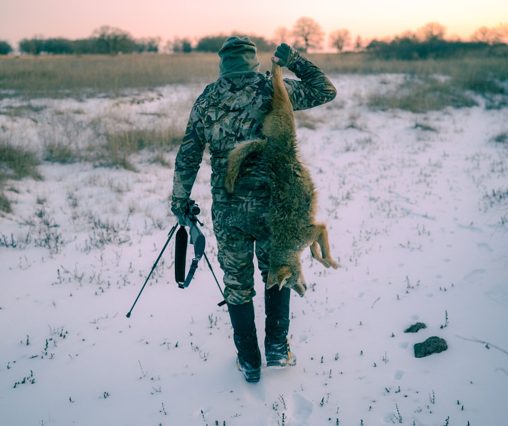 Hunter carries a coyote and rifle after hunt, know difference between coyote and wolf concept. 