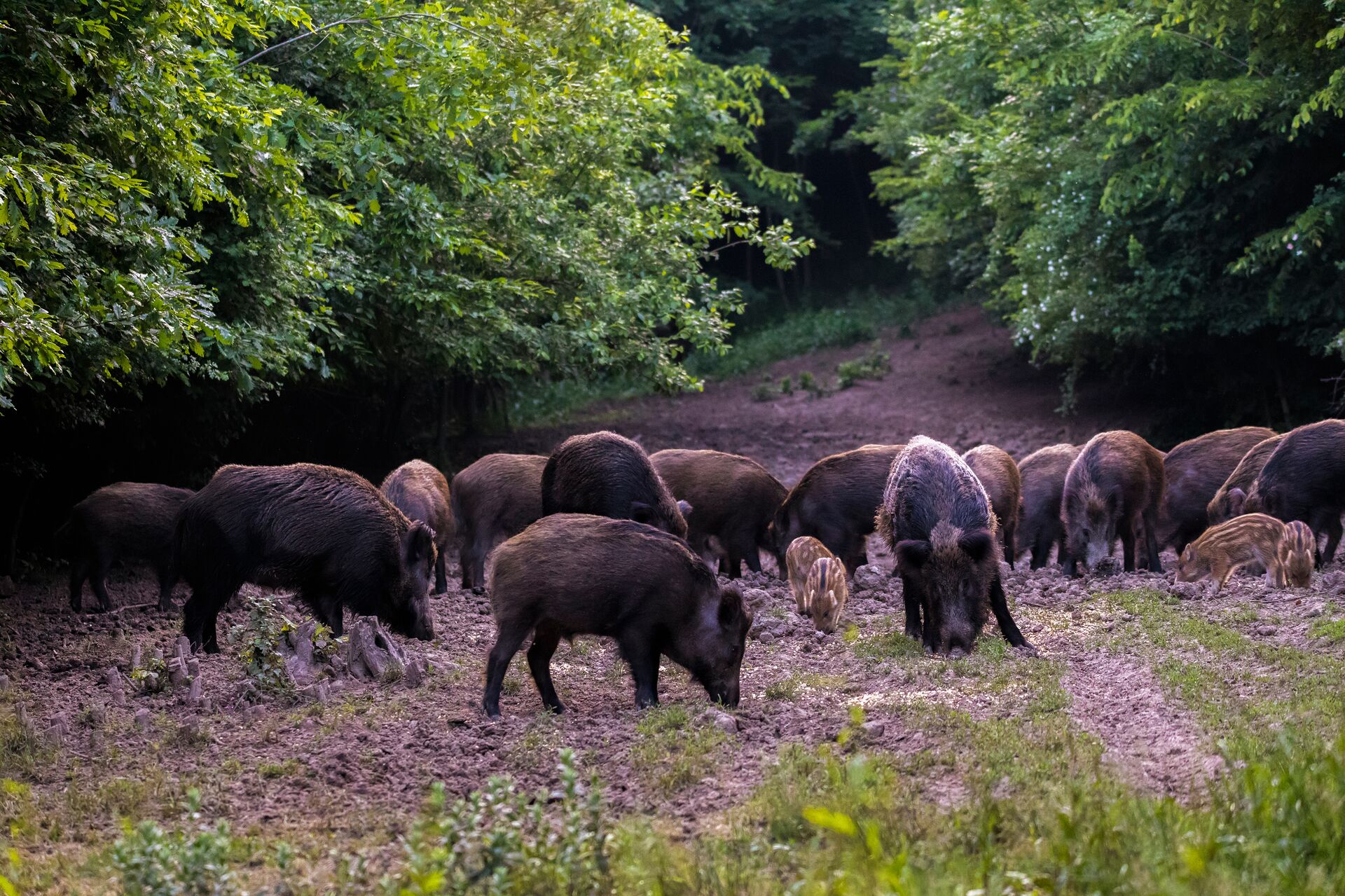 Many wild boar eating in the brush. 
