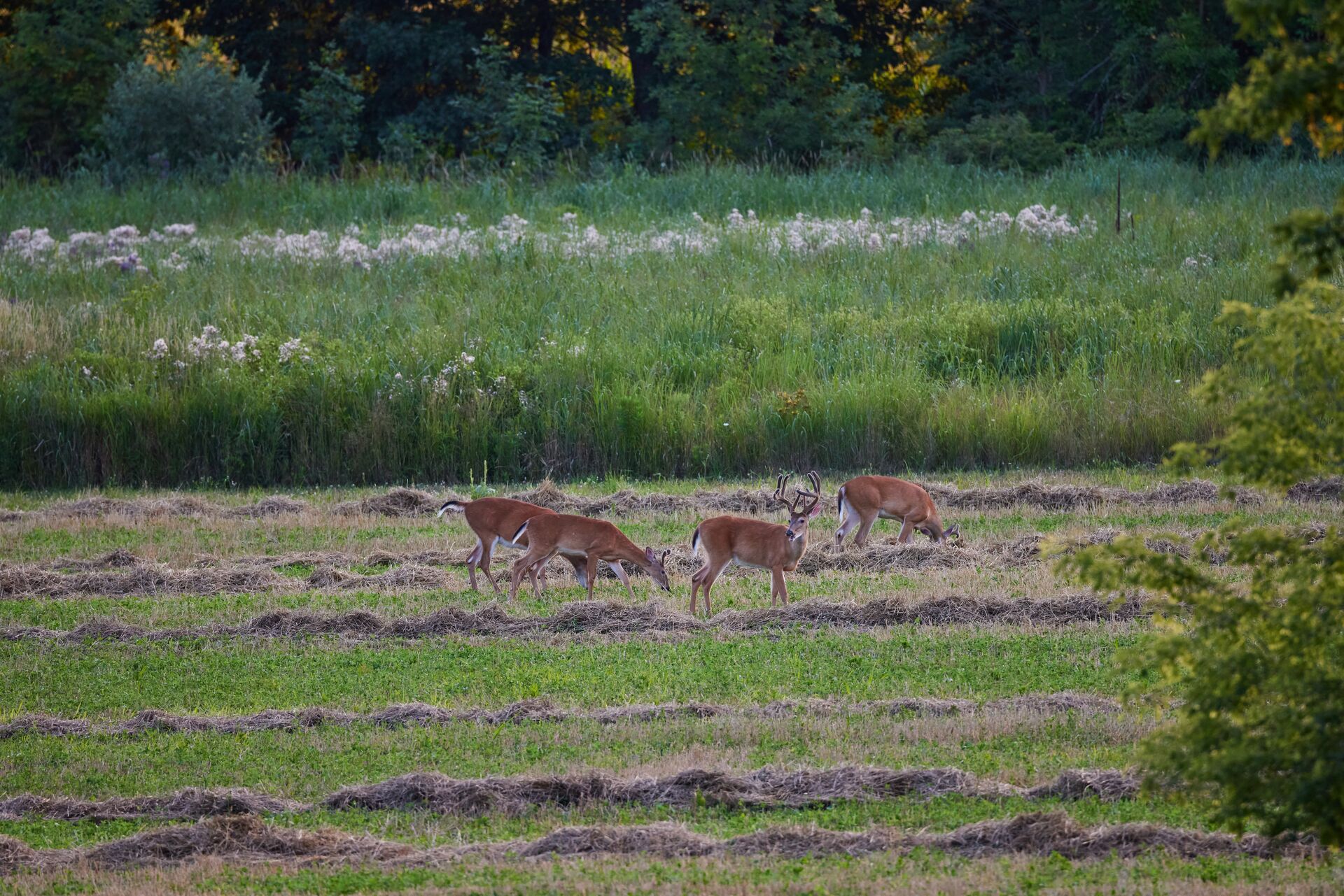 Four deer grazing in a field, importance of animal conservation concept. 
