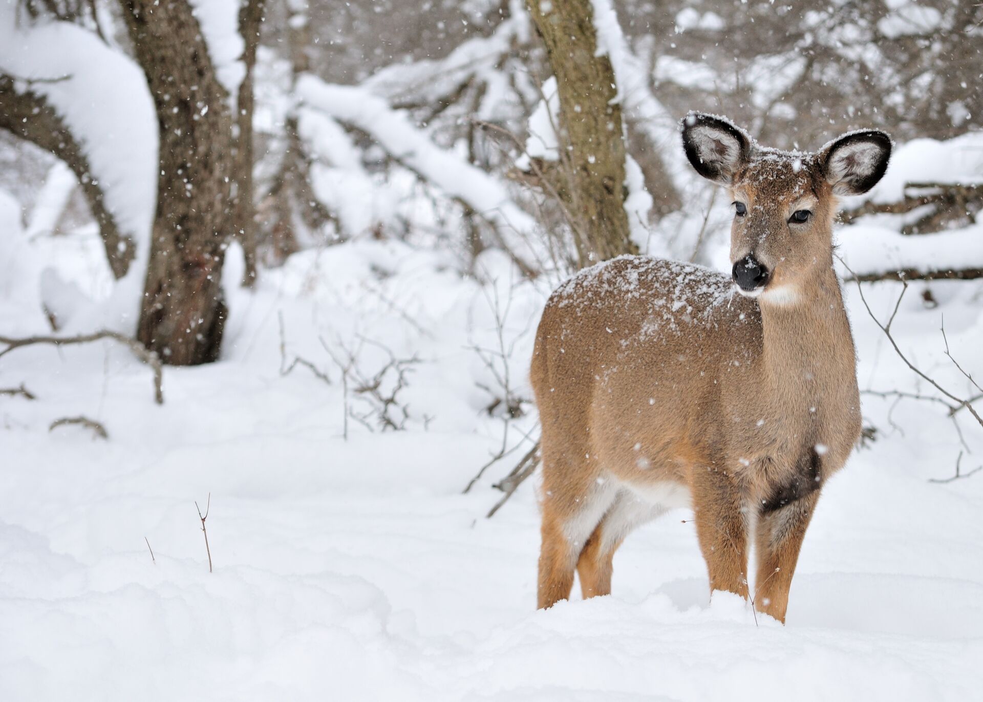 A doe stands in the snow, how does hunting help wildlife conservation concept. 