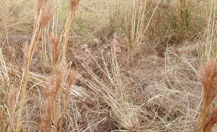Uprooted soil caused by wild hogs.