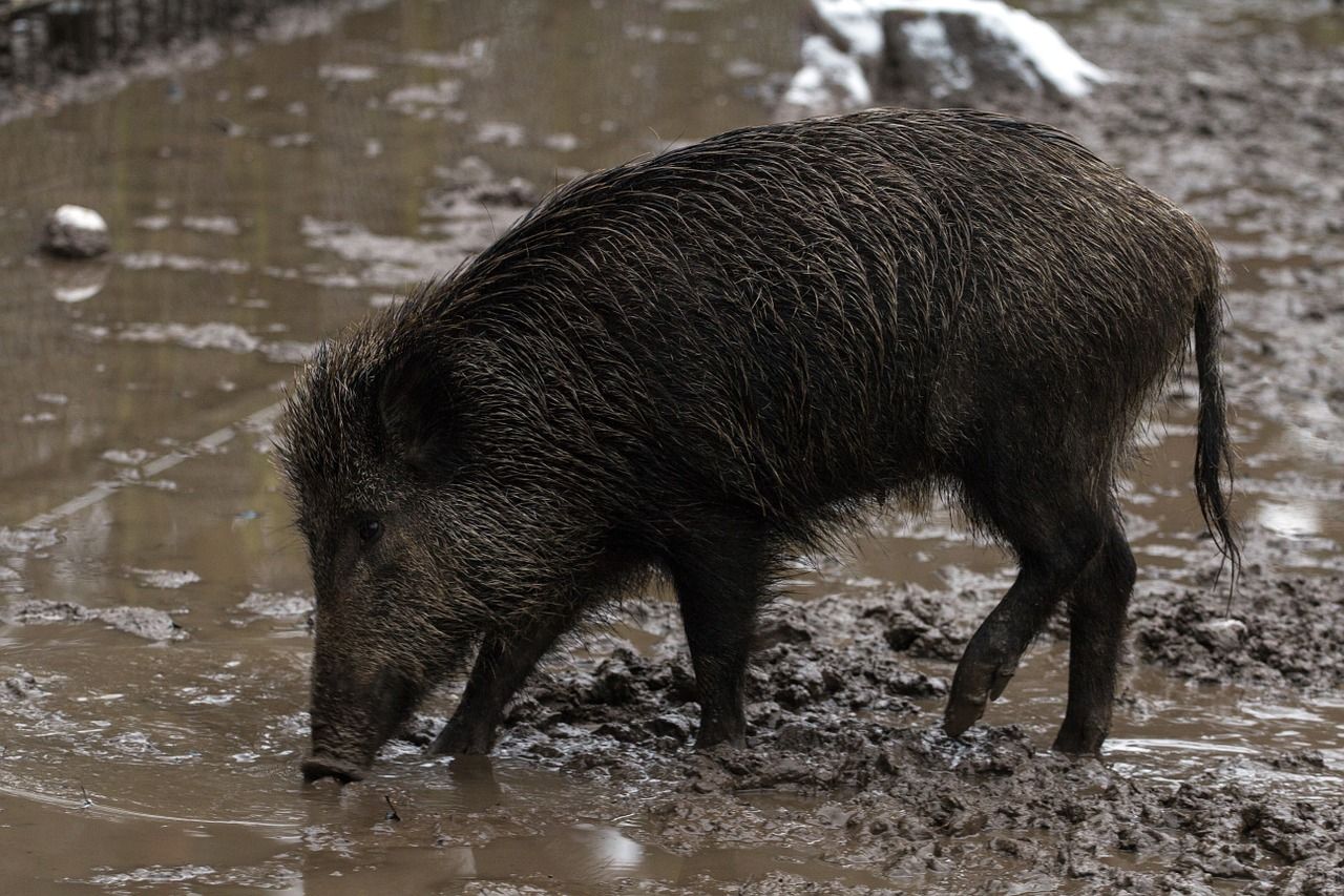 A wild hog in the mud.