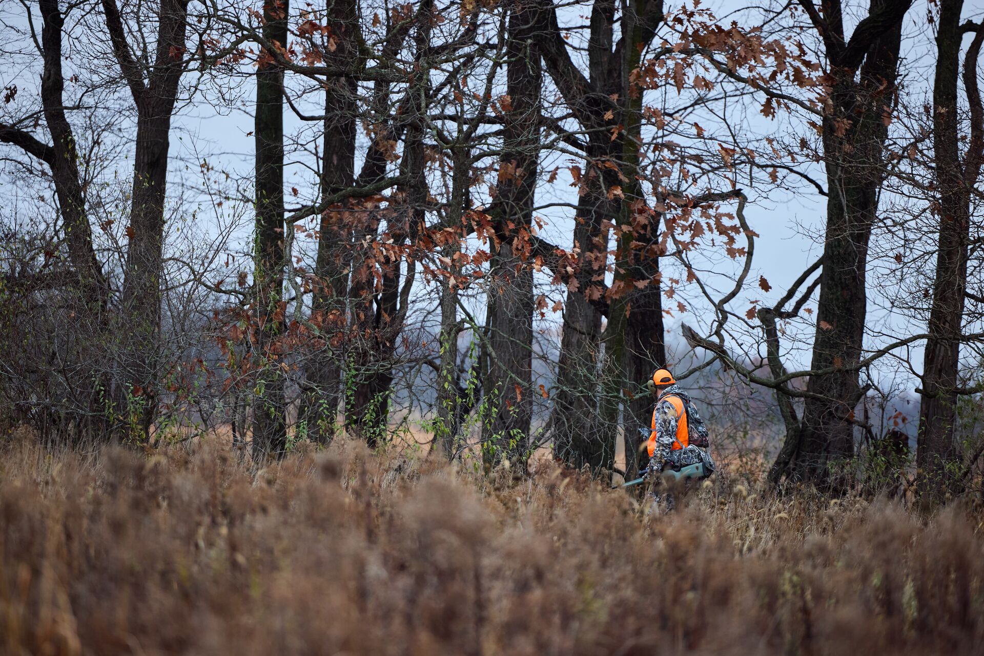 A hunter in an orange vest walks in the trees, hunting in VT concept. 