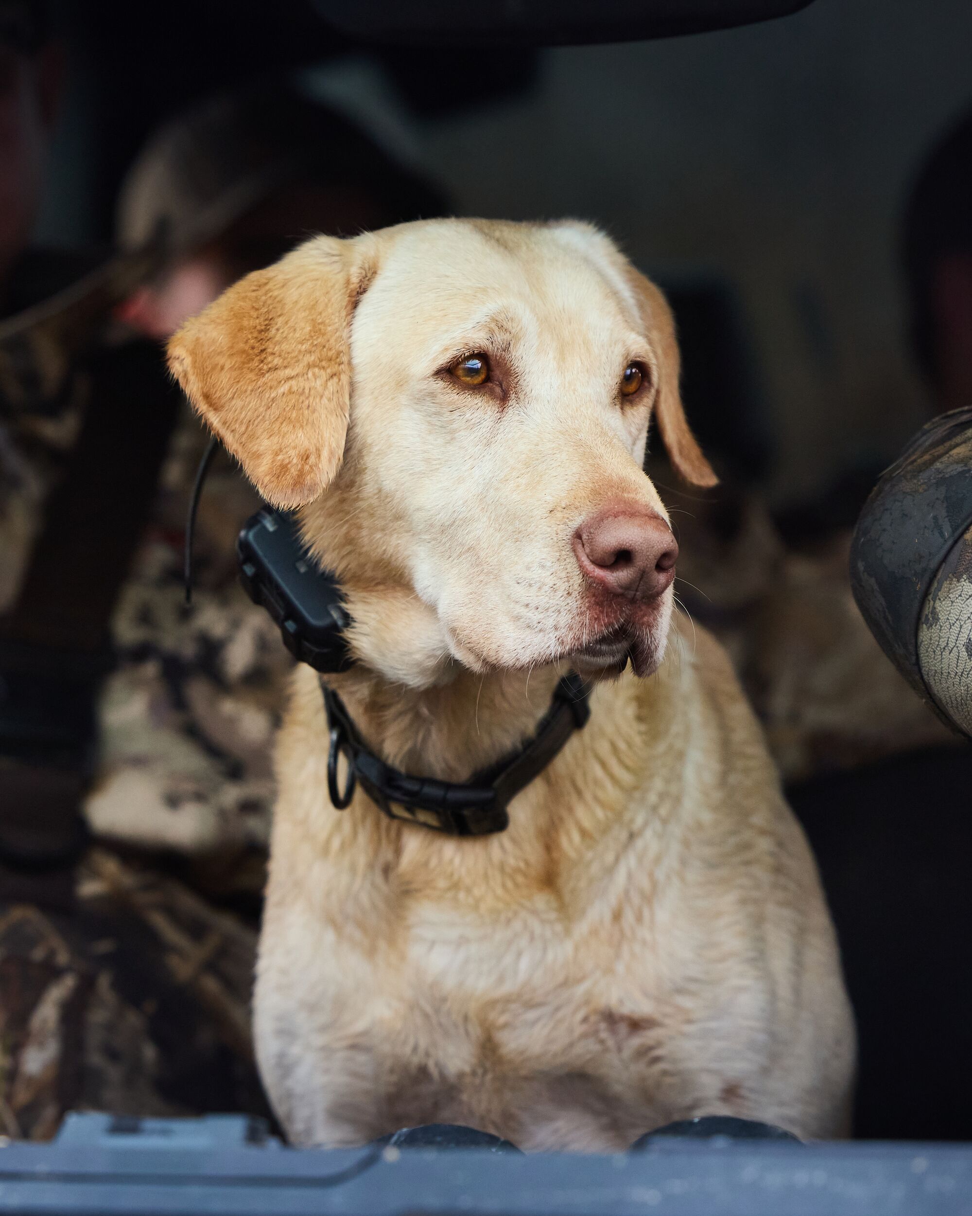 A hunting dog waits, hunting wild hogs in Alabama concept. 