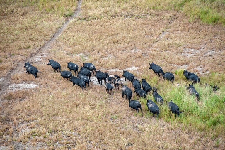 A sounder of hogs running through a field, wild hog hunting in Alabama concept. 