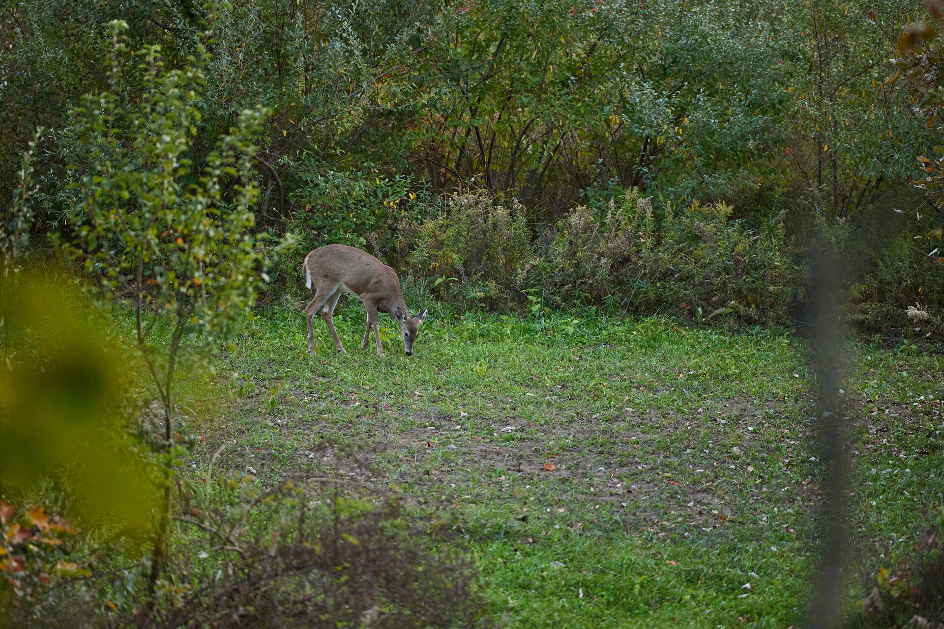 A deer eating in a clearing, when to plant deer food plots concept.