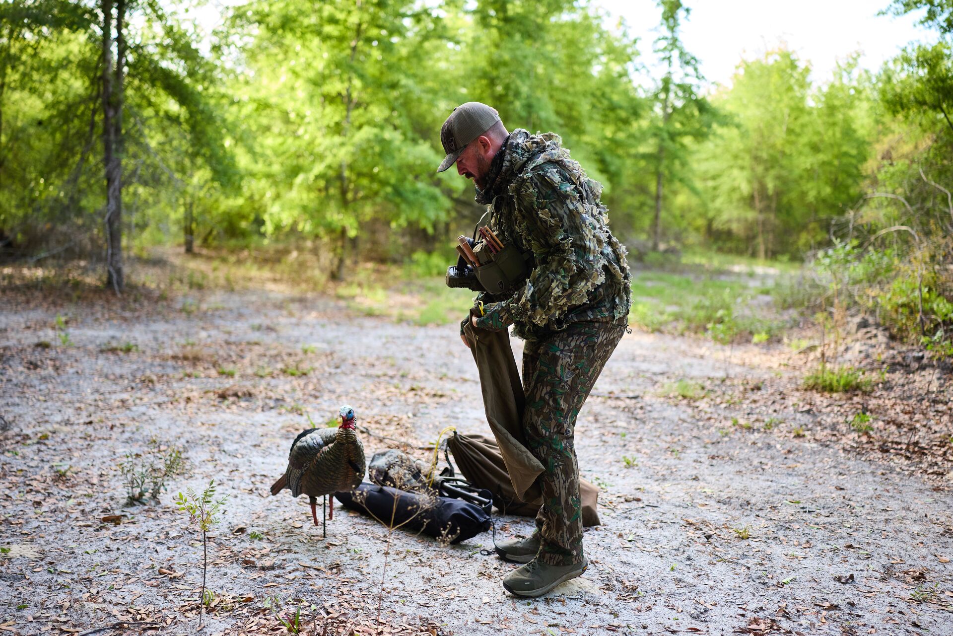 Hunter setting up turkey decoys, afternoon turkey hunting concept.