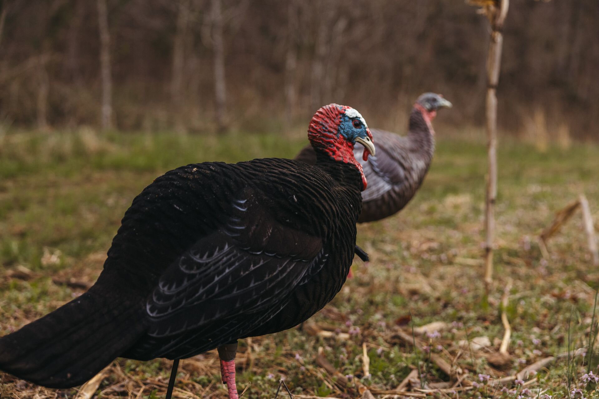 Two turkey decoys set up in a field, spring turkey hunting tactics concept. 