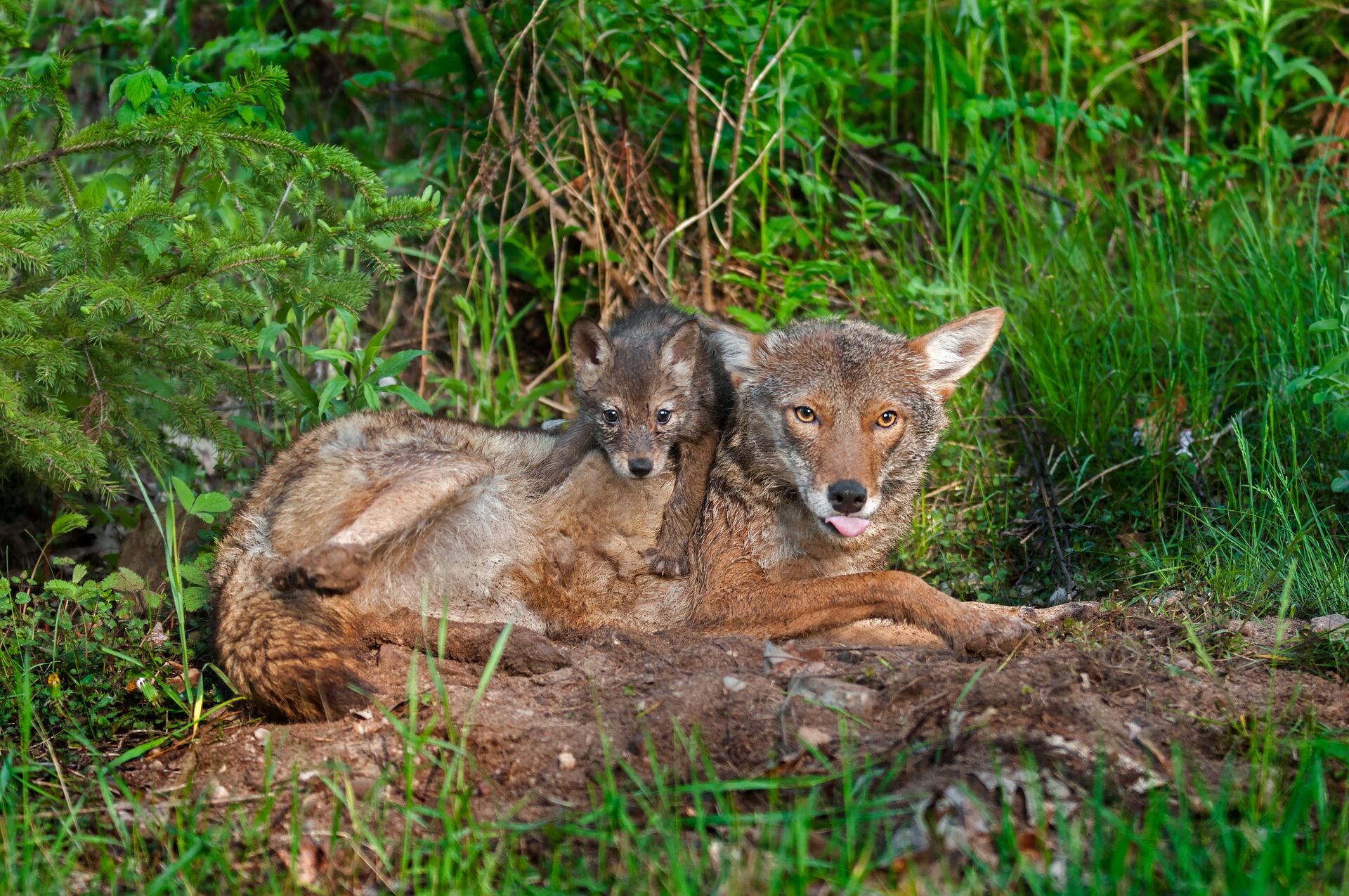 A coyote with a pup in the grass, best time to hunt coyotes in spring concept. 