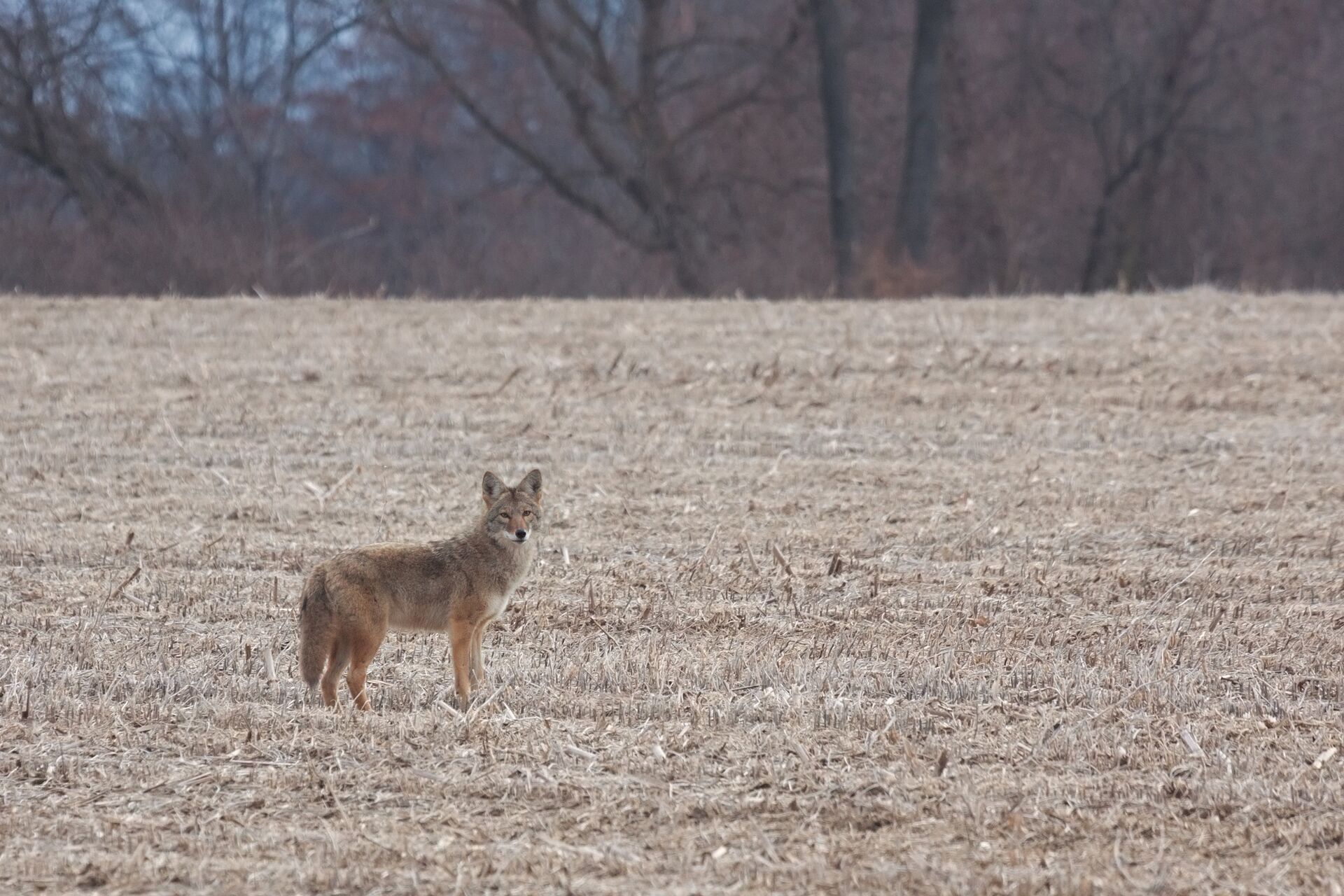 A coyote in a field in the distance.