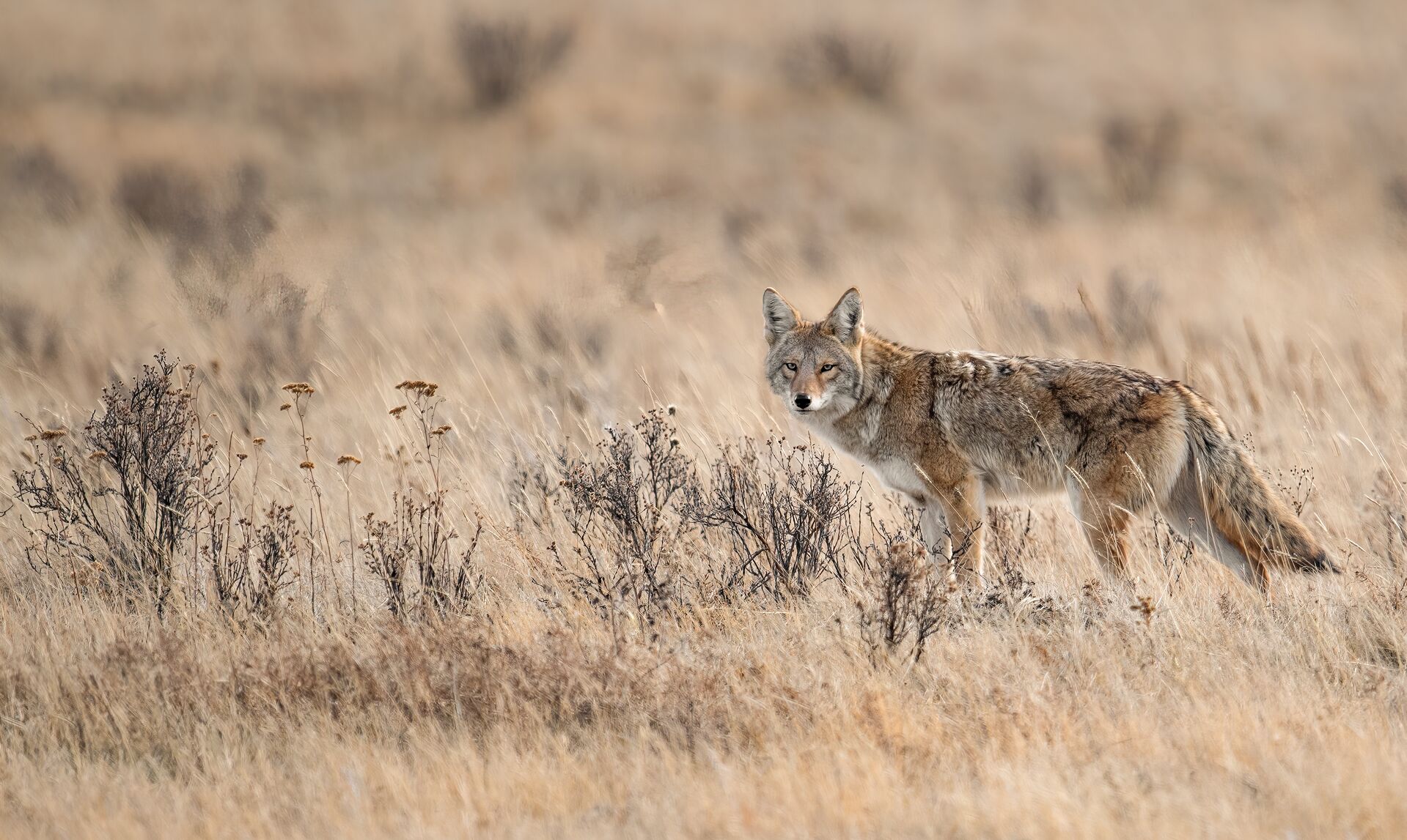 A coyote in tall grass, coyote hunting in spring concept. 