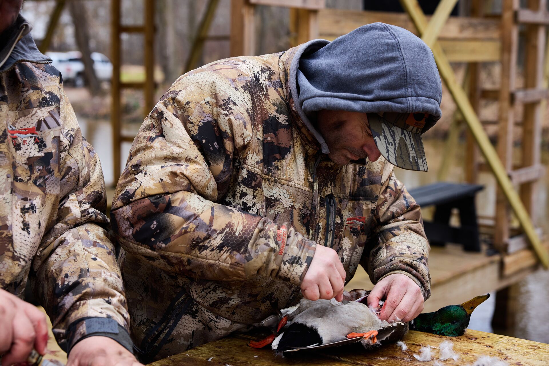 A hunter field dresses a duck, how to prepare wild game to cook concept.
