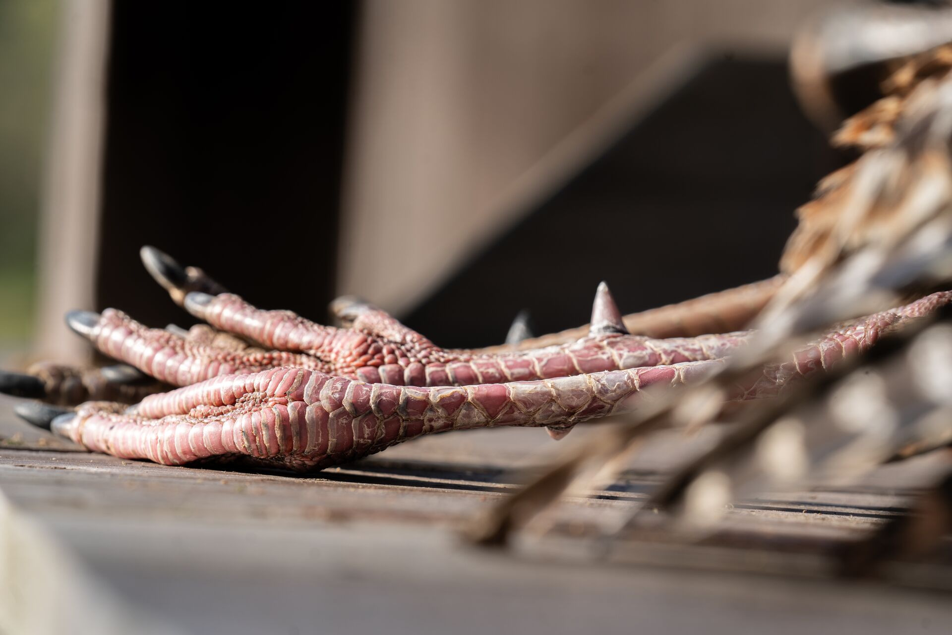 Close-up of turkey legs laying on a table, how to prepare wild game concept. 