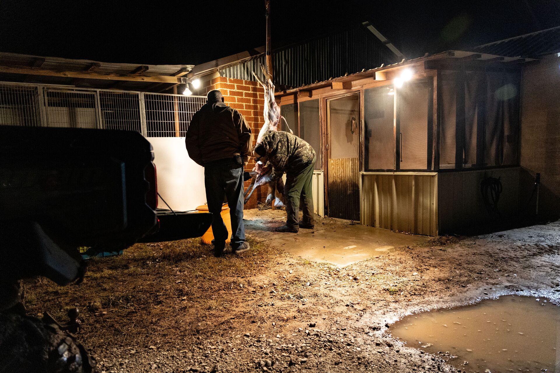 Two hunters hang a deer to dress it, dressing and preparing wild game concept.