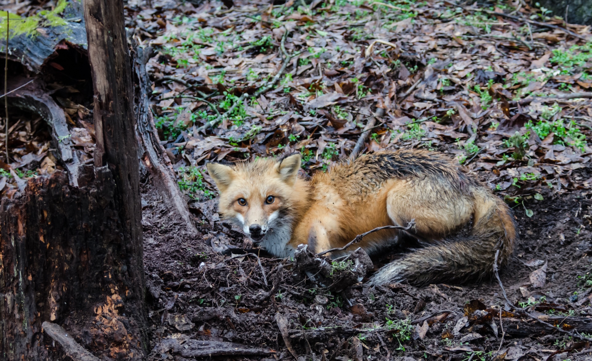 A fox caught in a trap in the woods.