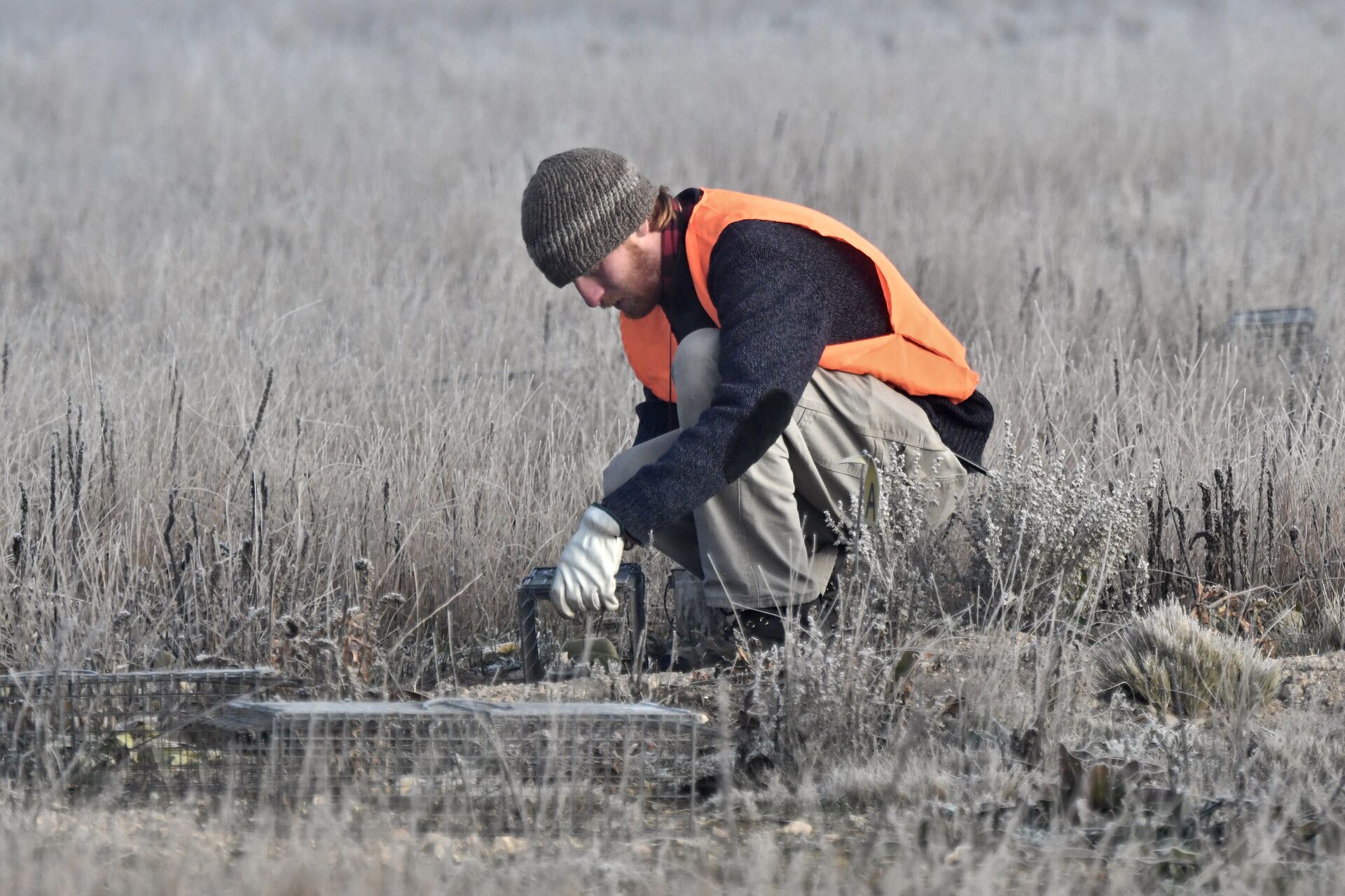 A hunter wears blaze orange and sets a trap, hunting and trapping regulations concept.