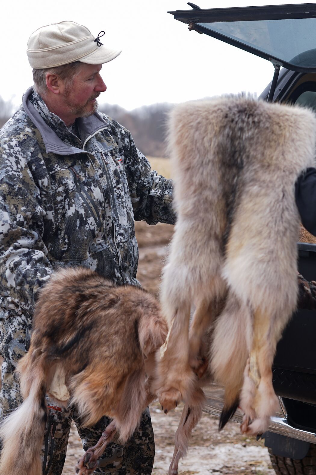 A hunter holds coyote pelts, trap hunting concept.