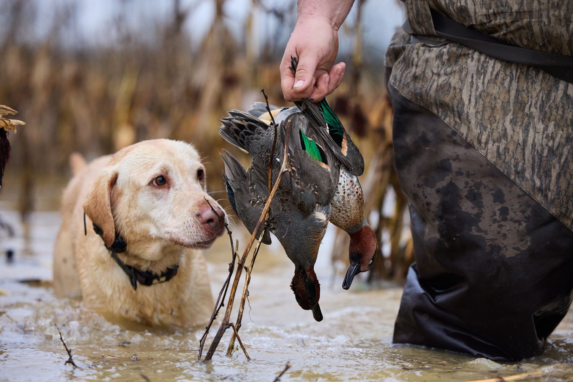 A hunting dog looks at a duck in a hunter's hand, Michigan waterfowl season concept. 