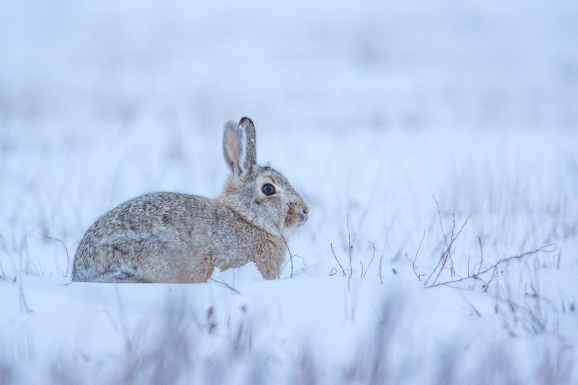 A rabbit in the snow, small game hunting season Michigan concept. 