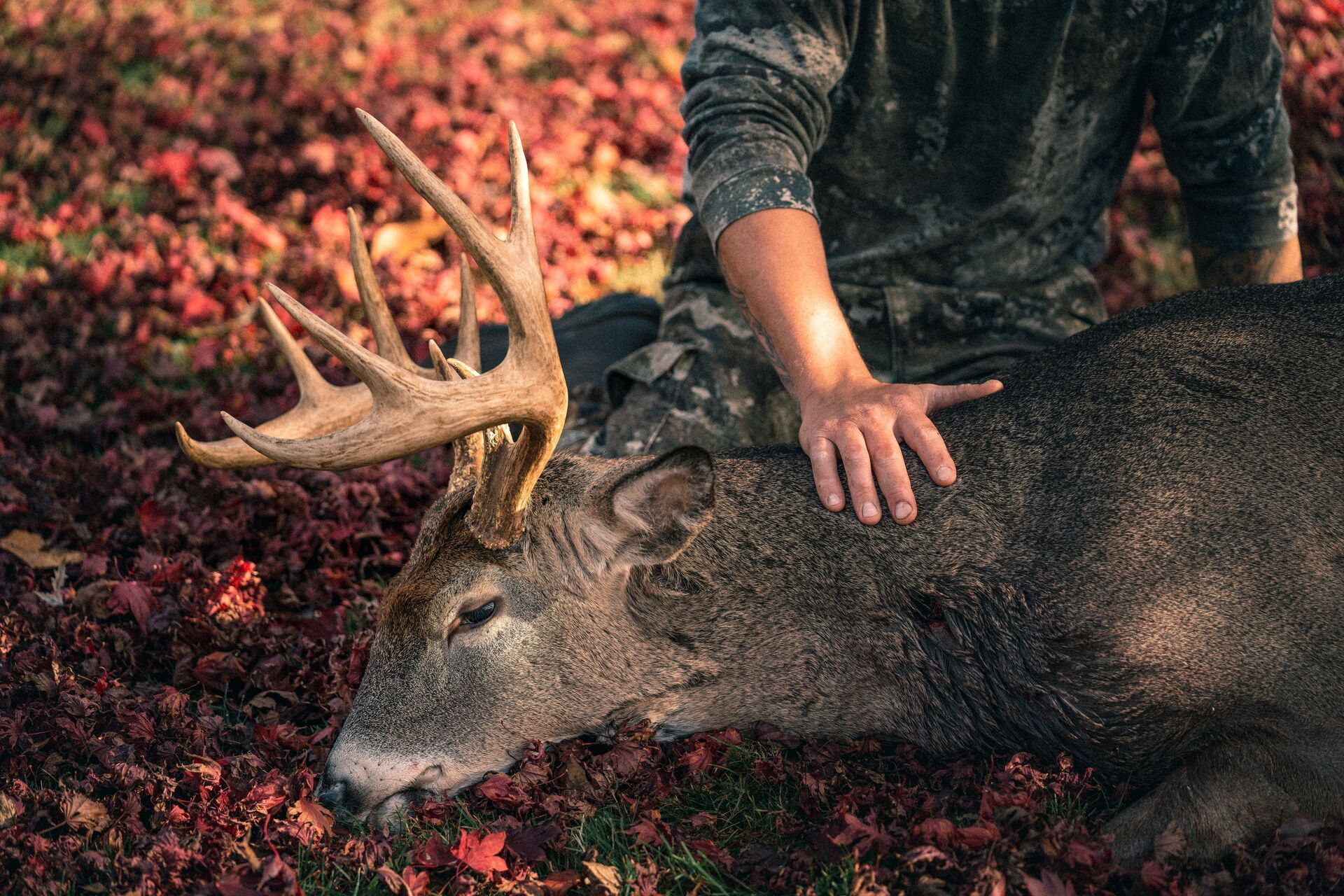 A hunter with a deer on the ground after a hunt. 